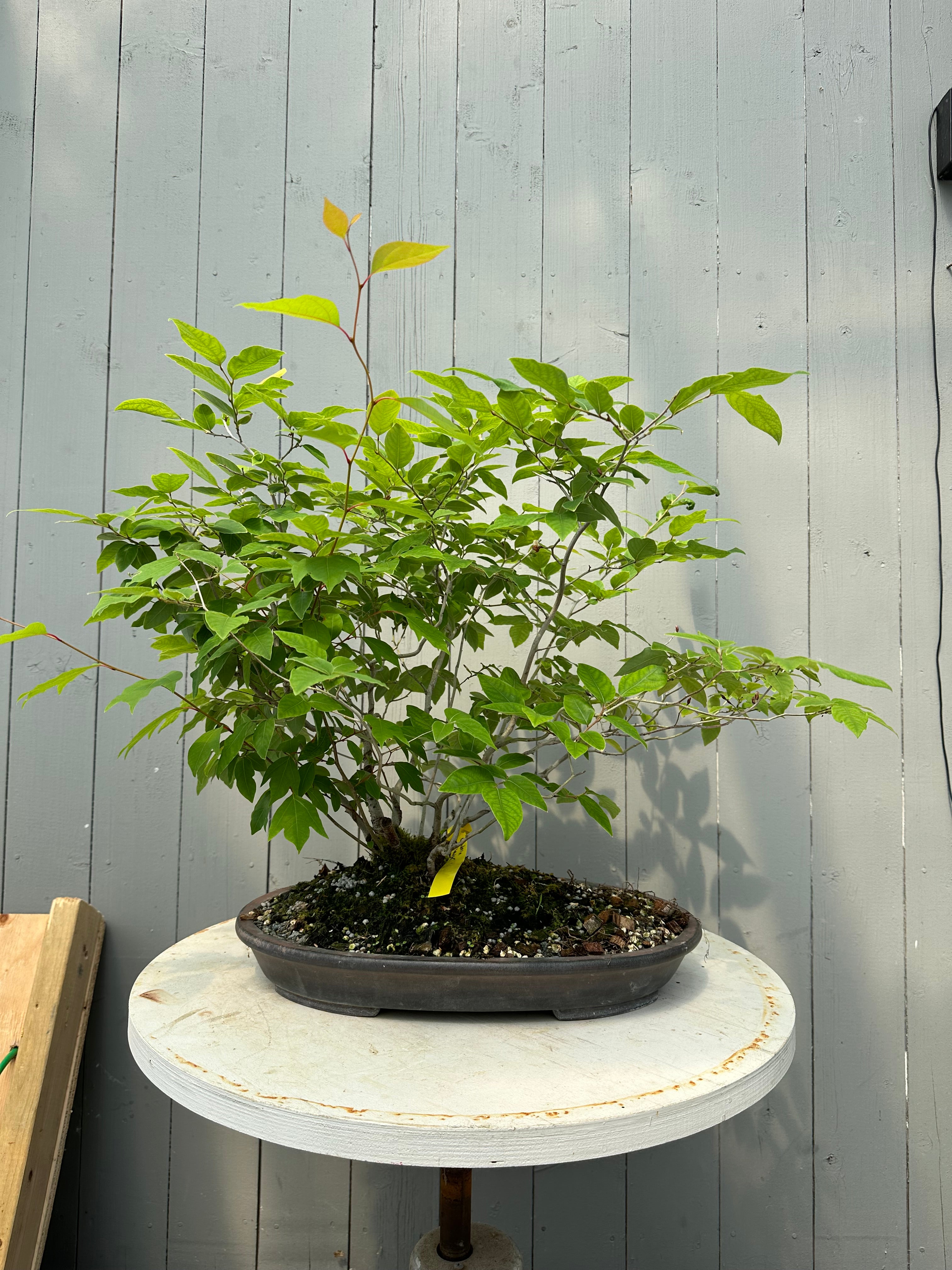 Lindera glauca (antique pot)