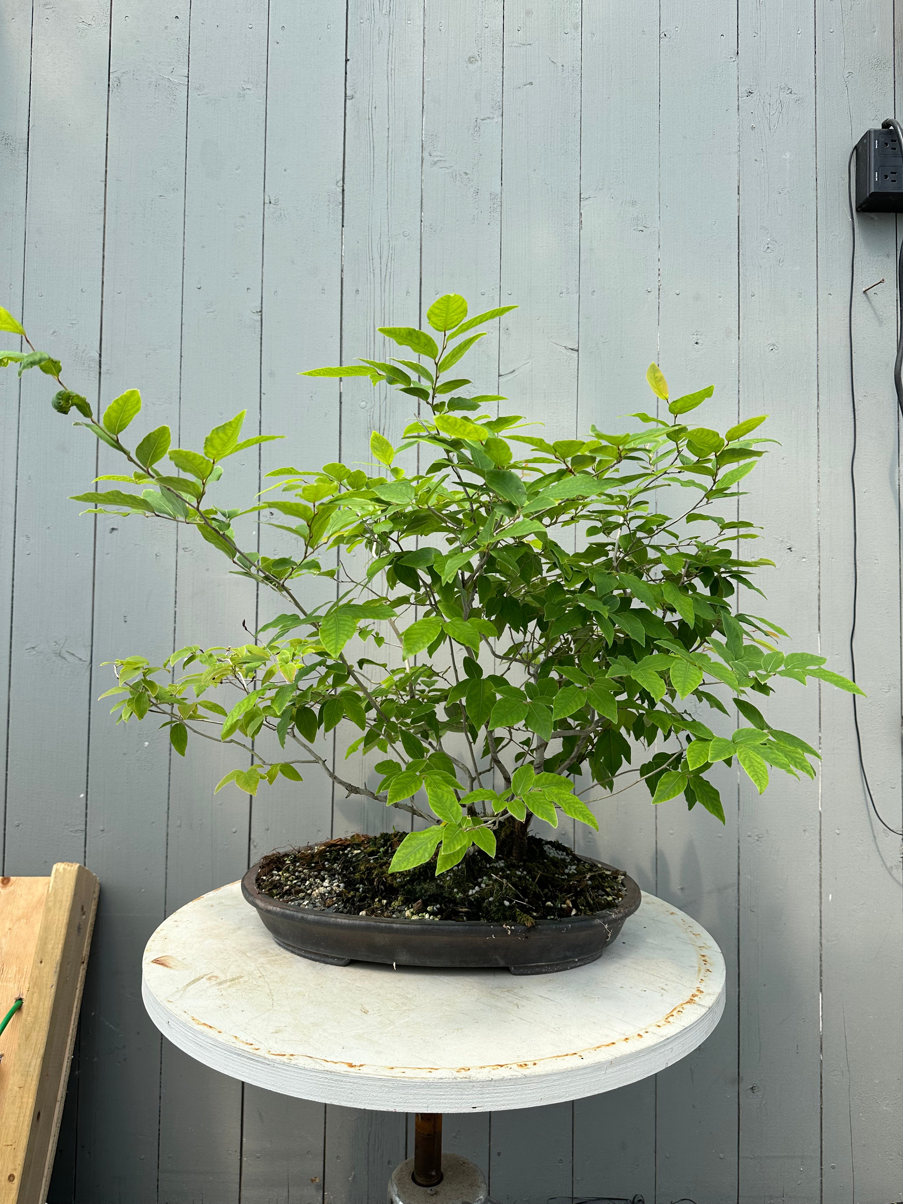 Lindera glauca (antique pot)