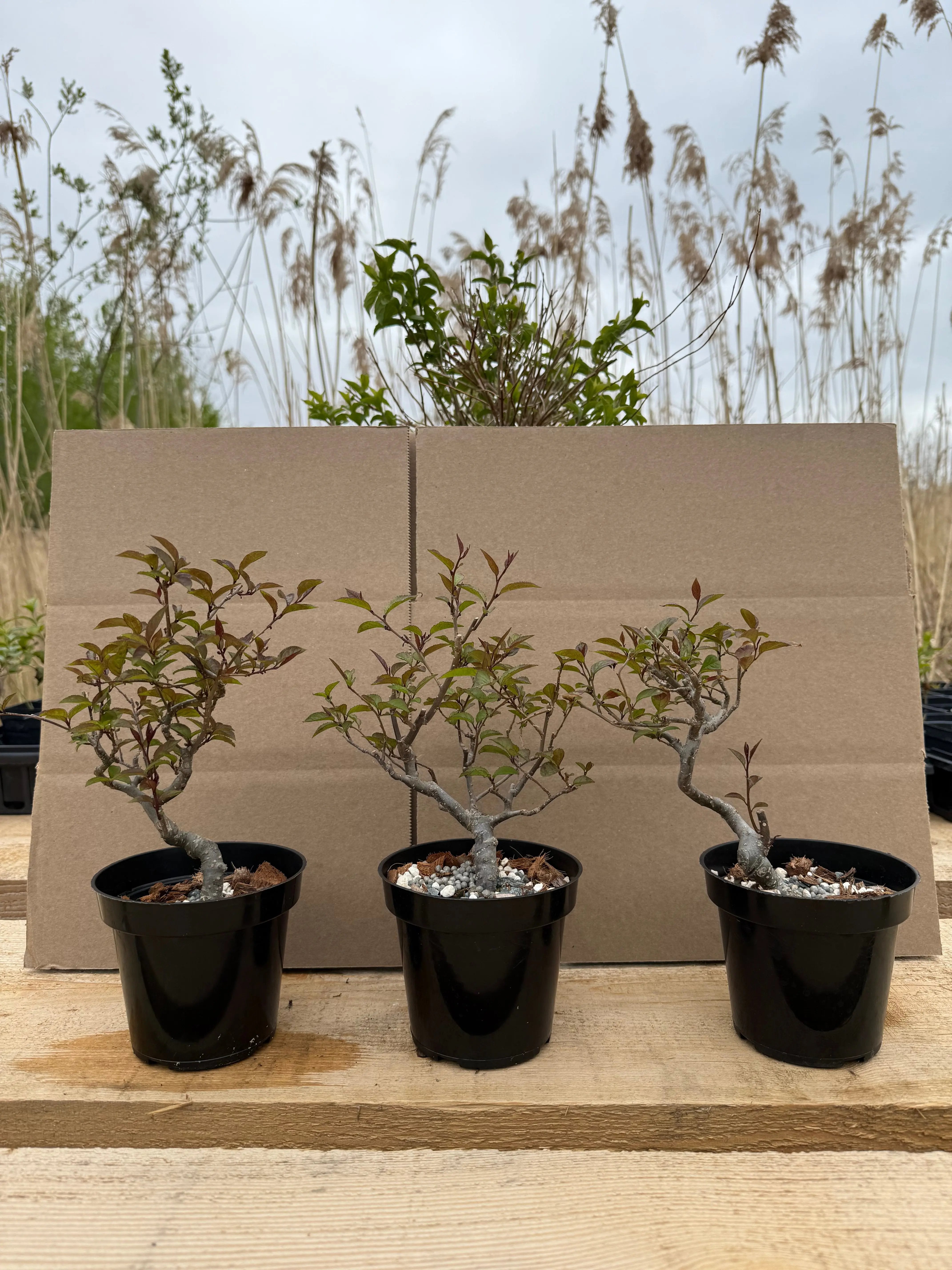 Ilex serrata 'Koshobai' Canada Bonsai