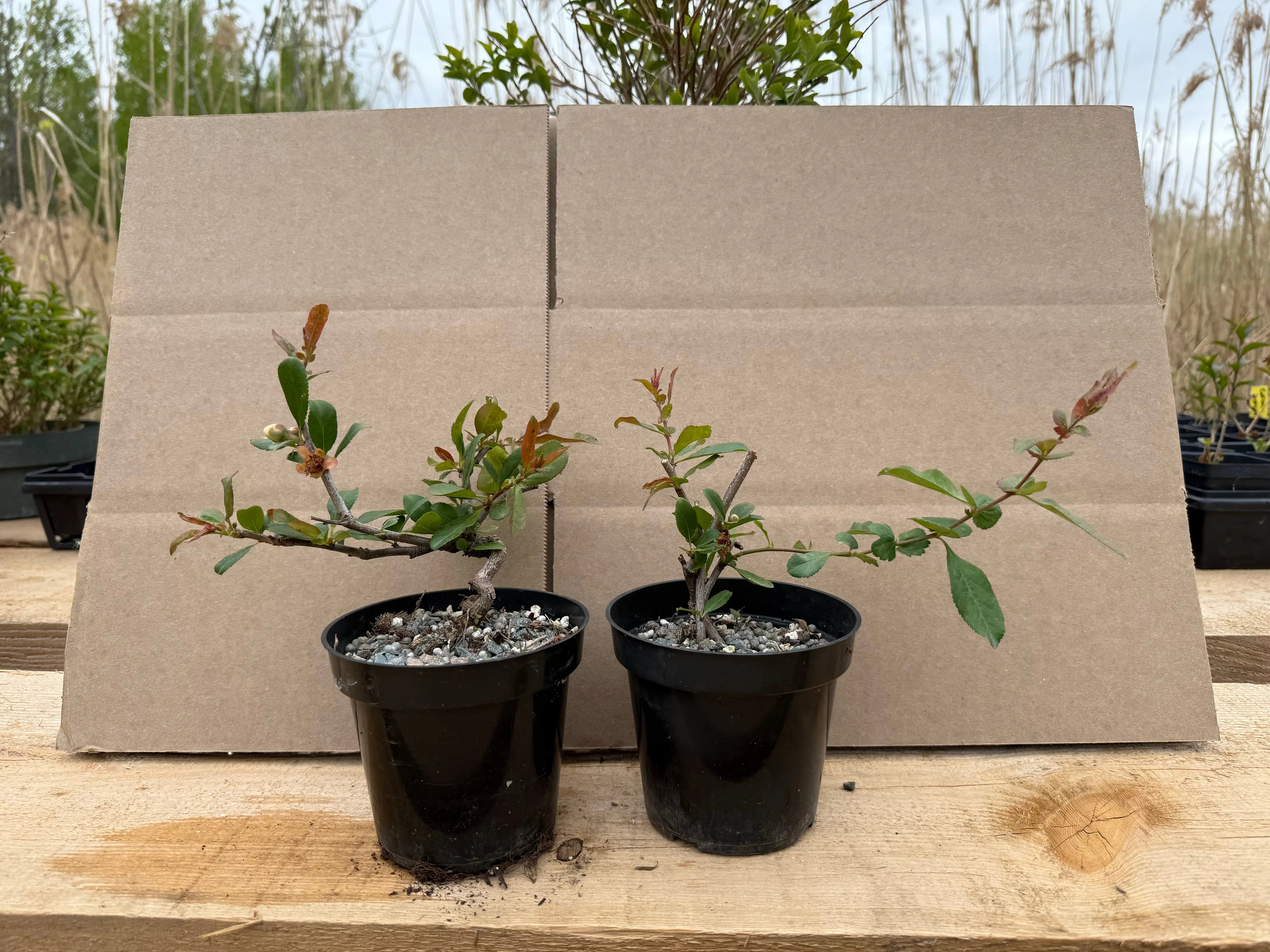 Chaenomeles japonica 'Toyo Nishiki' Canada Bonsai