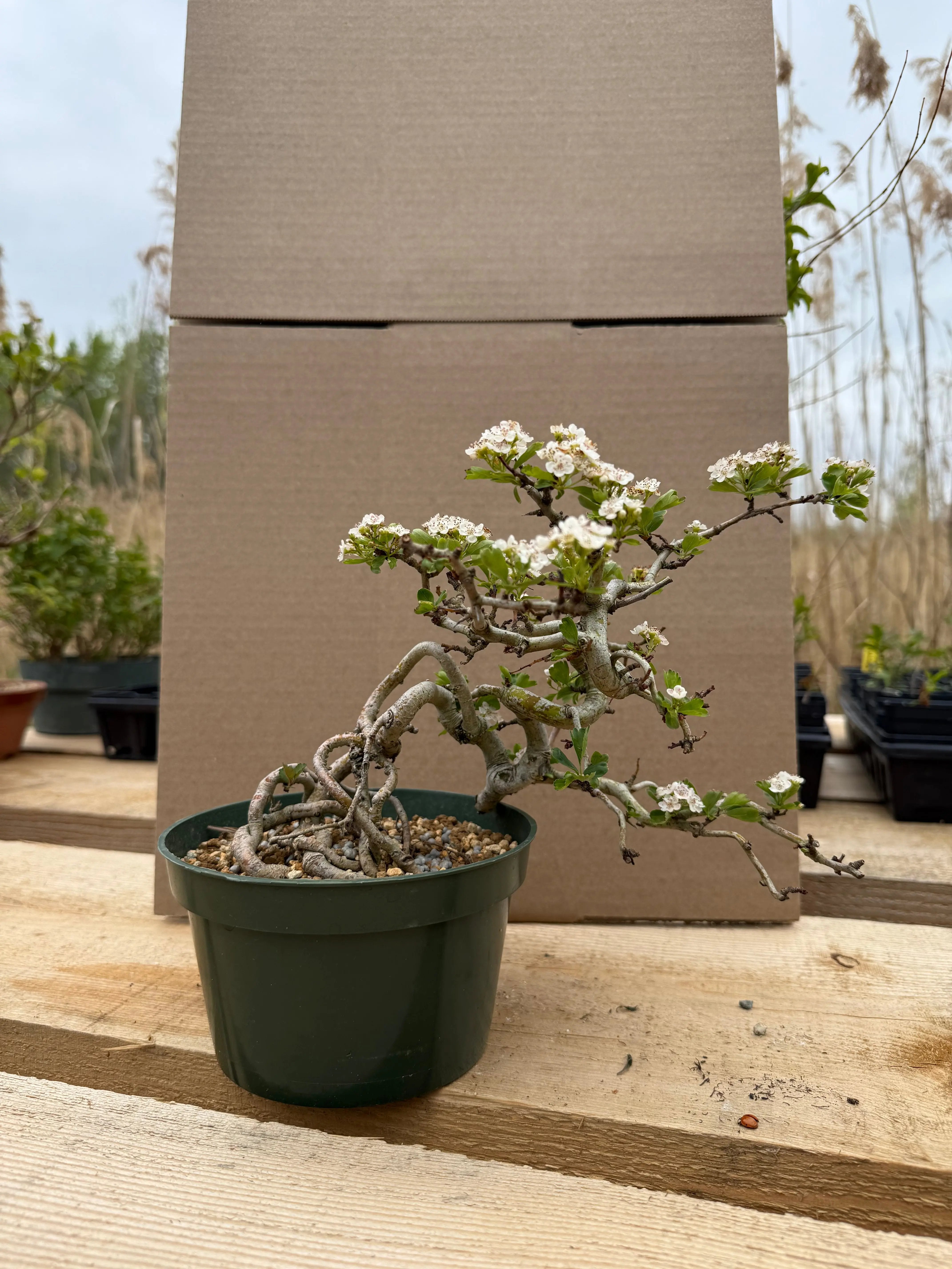 Crataegus cuneata 'Matsudaira' Canada Bonsai