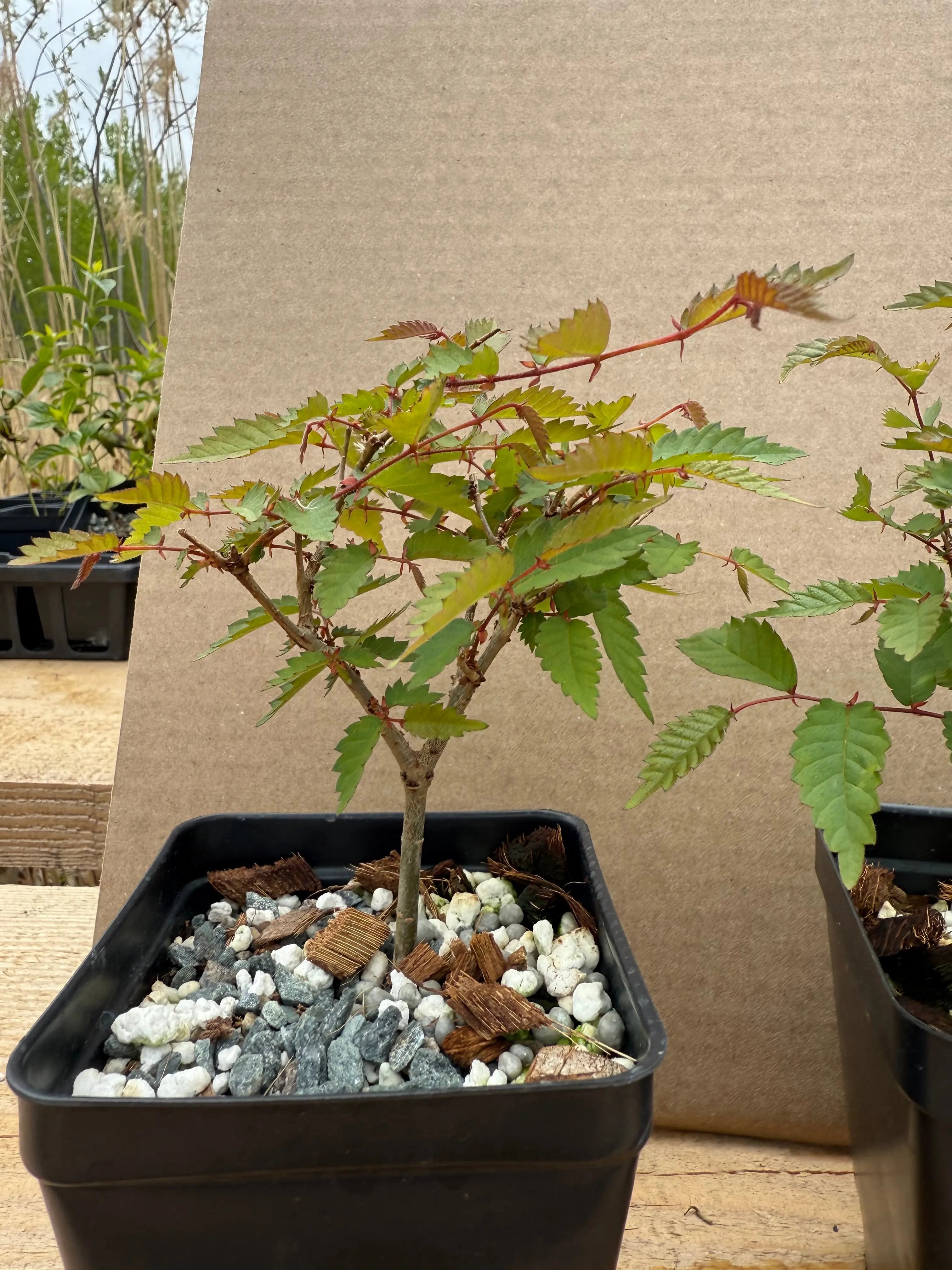 Zelkova serrata Canada Bonsai