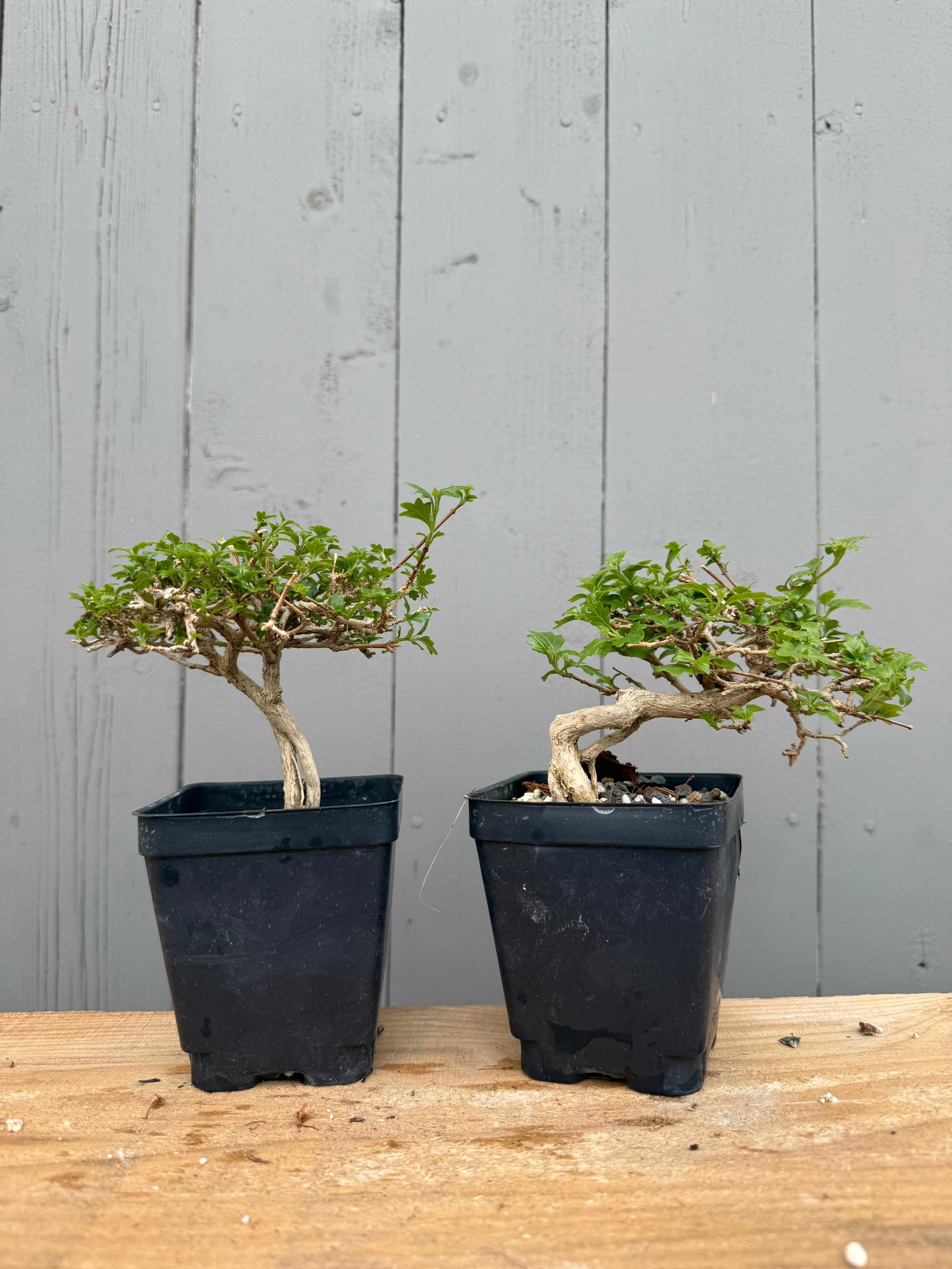 Premna japonica (medium)