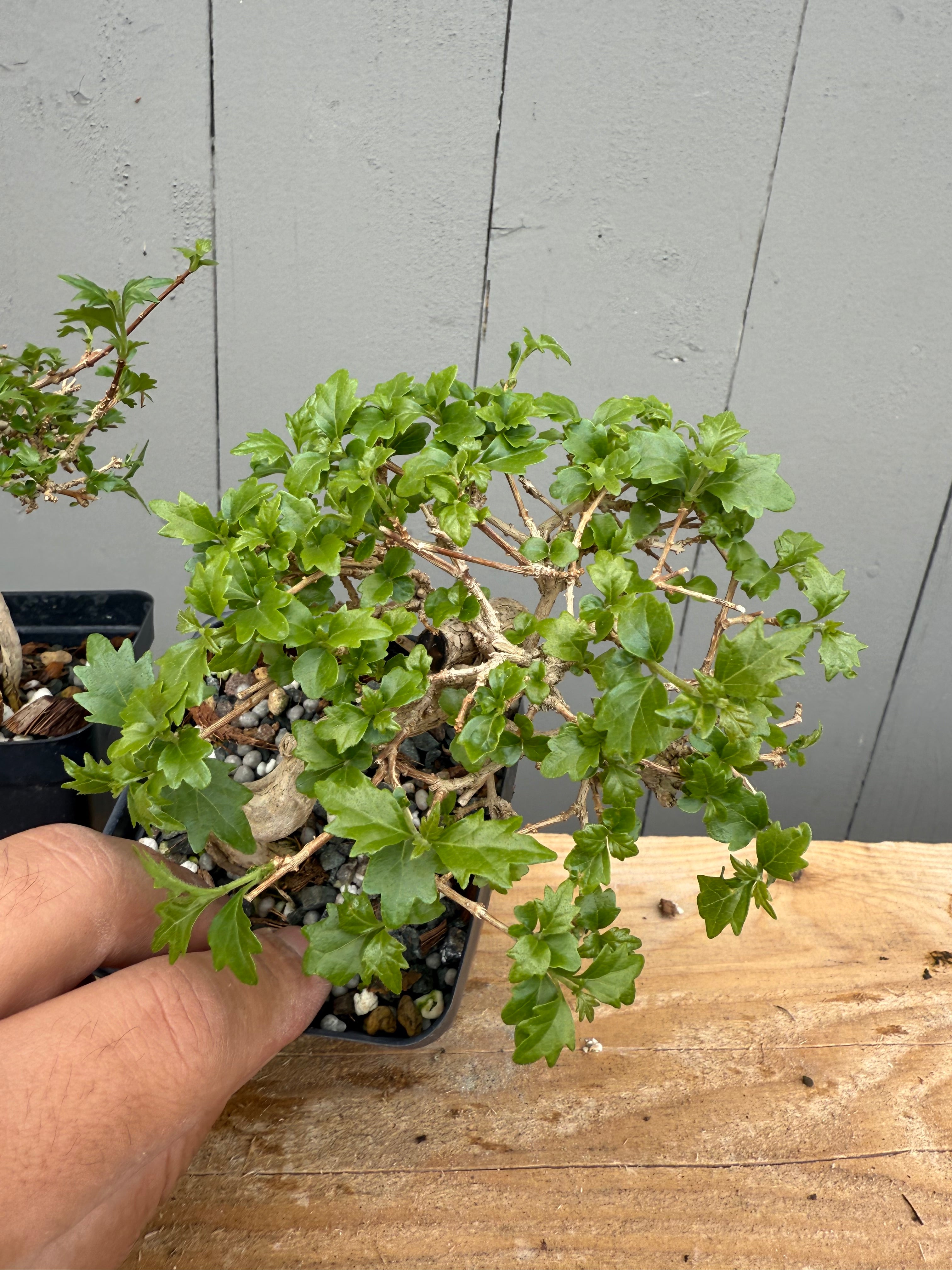 Premna japonica (medium)