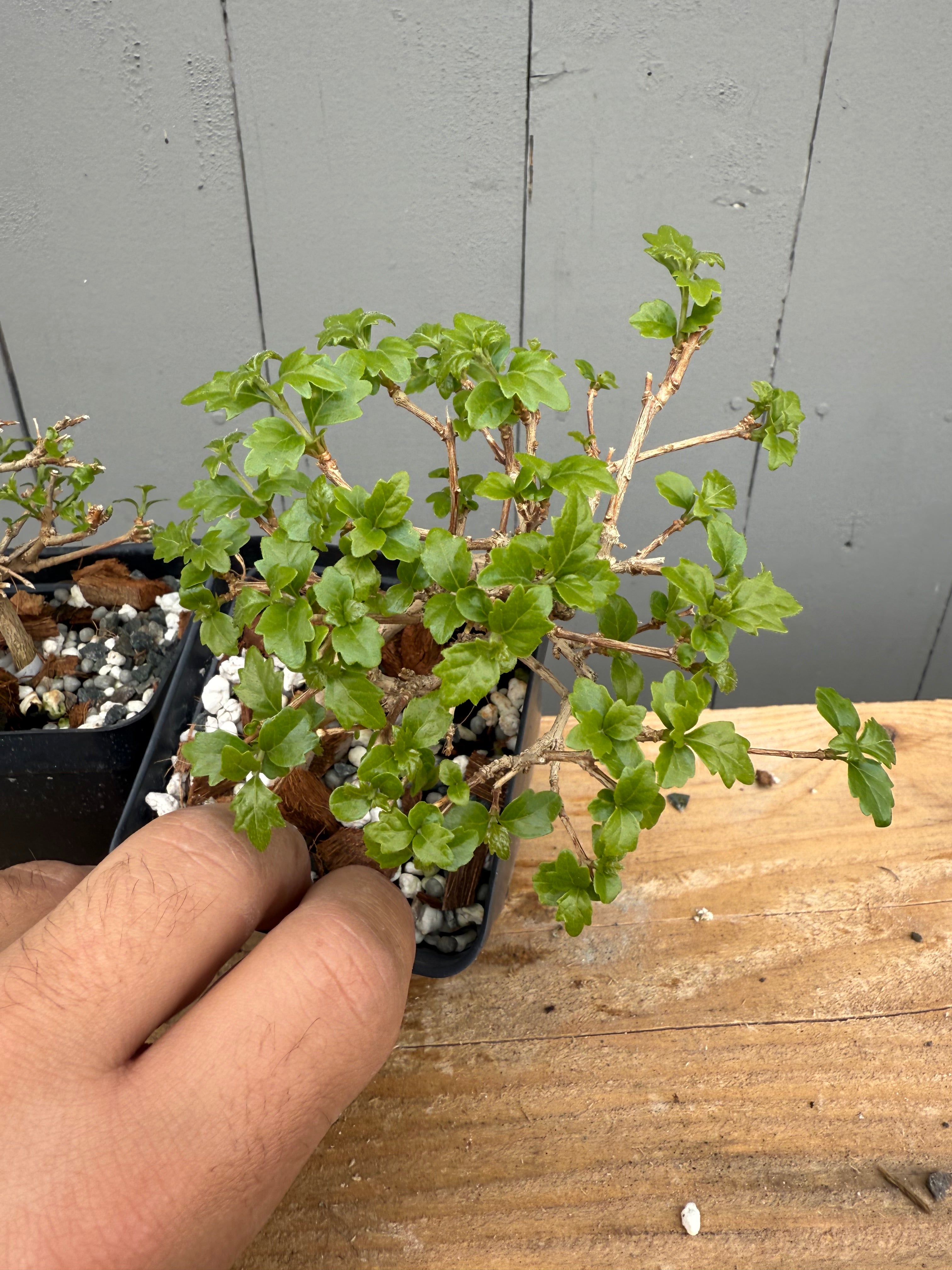 Premna japonica (small)