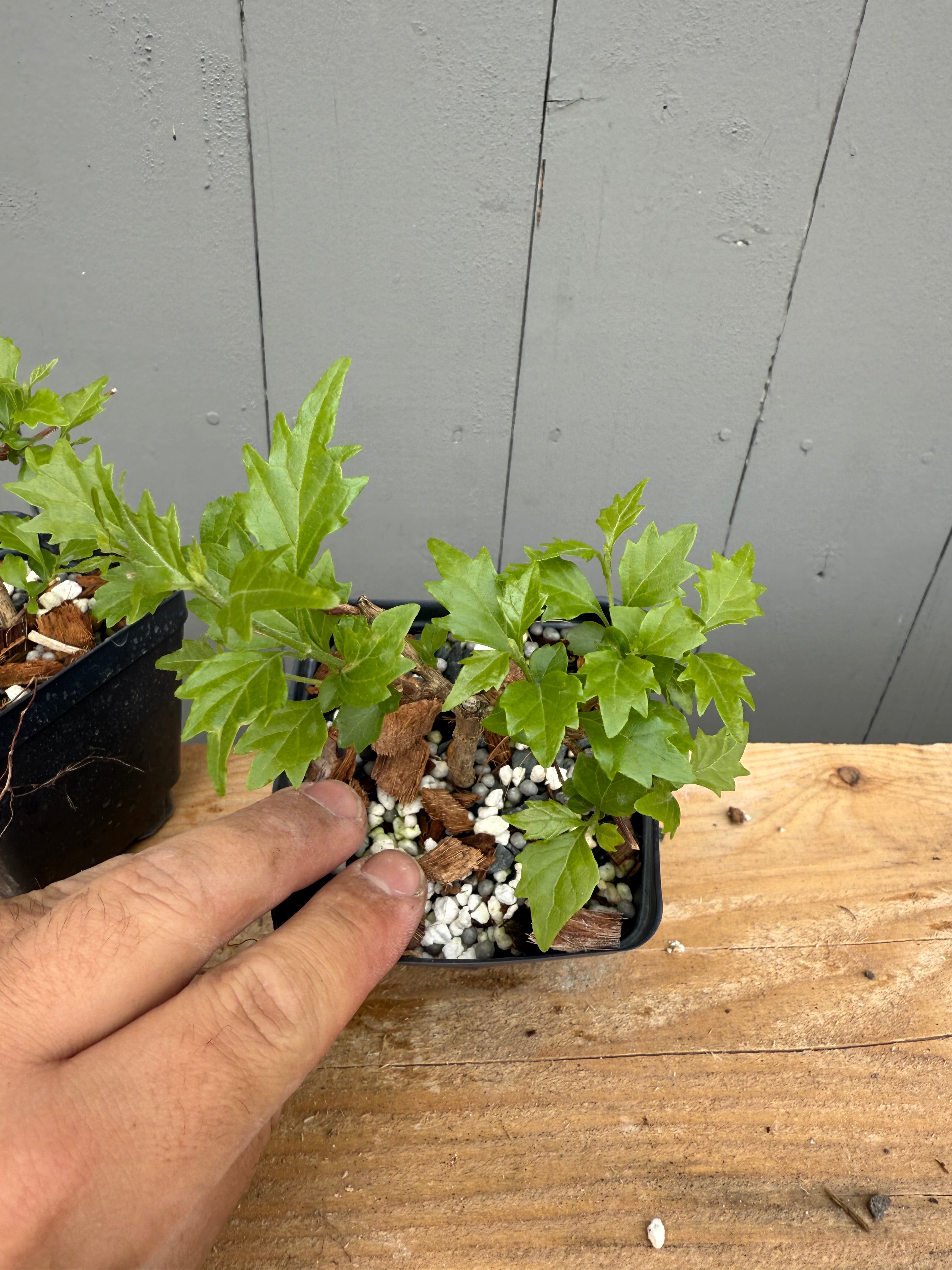 Premna japonica (rooted cuttings)