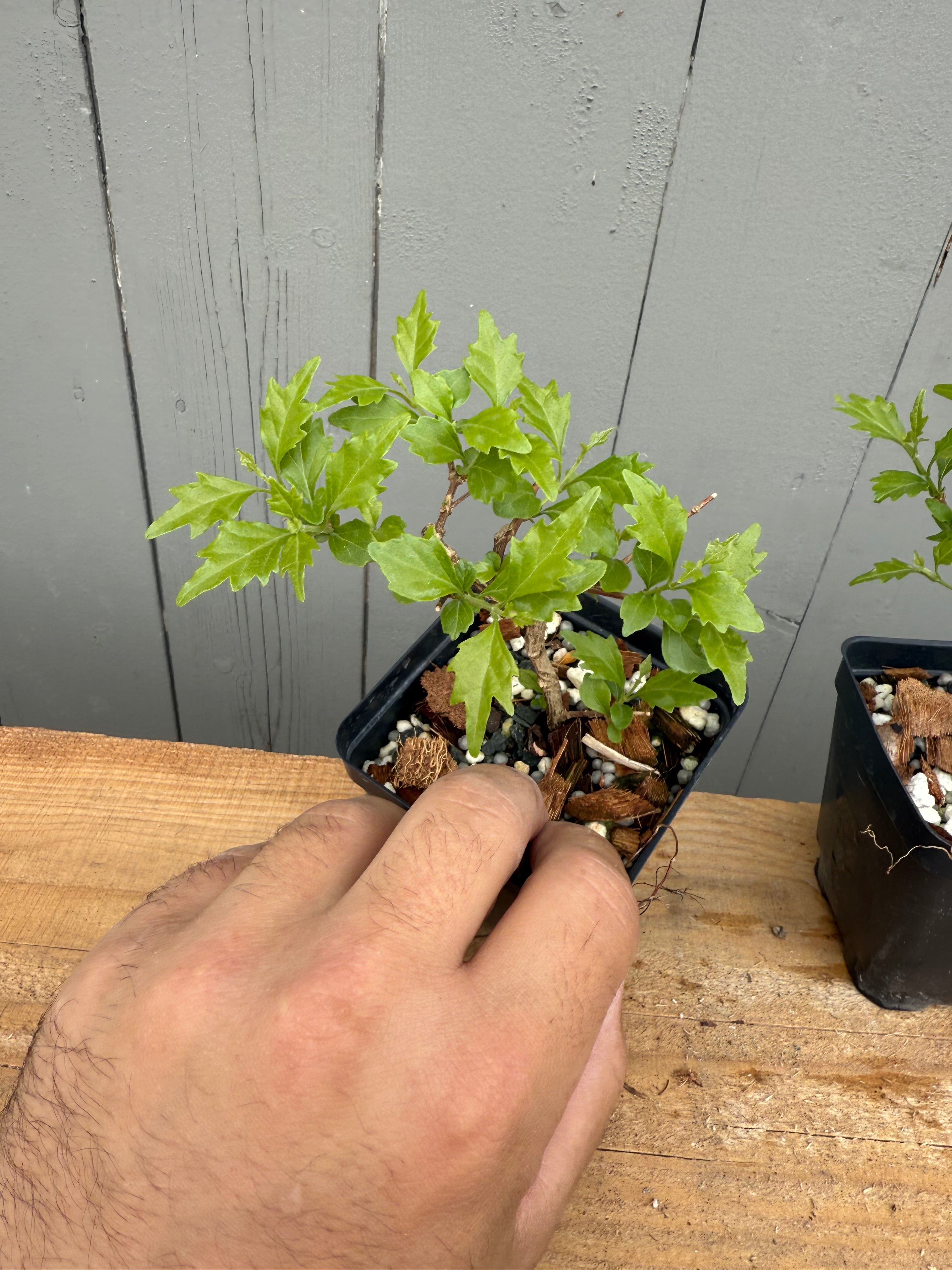 Premna japonica (rooted cuttings)