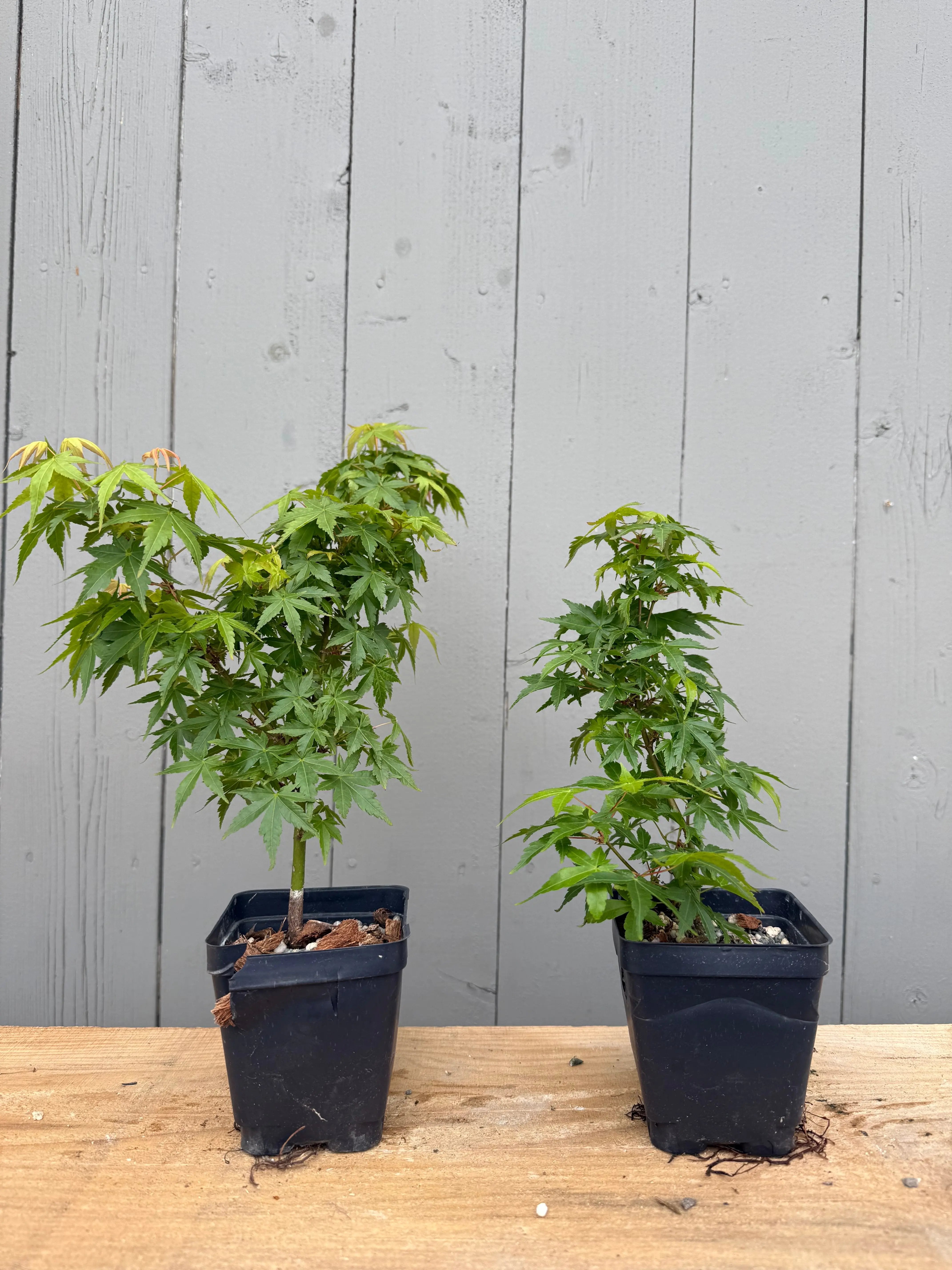 Acer palmatum 'Kashima' Canada Bonsai