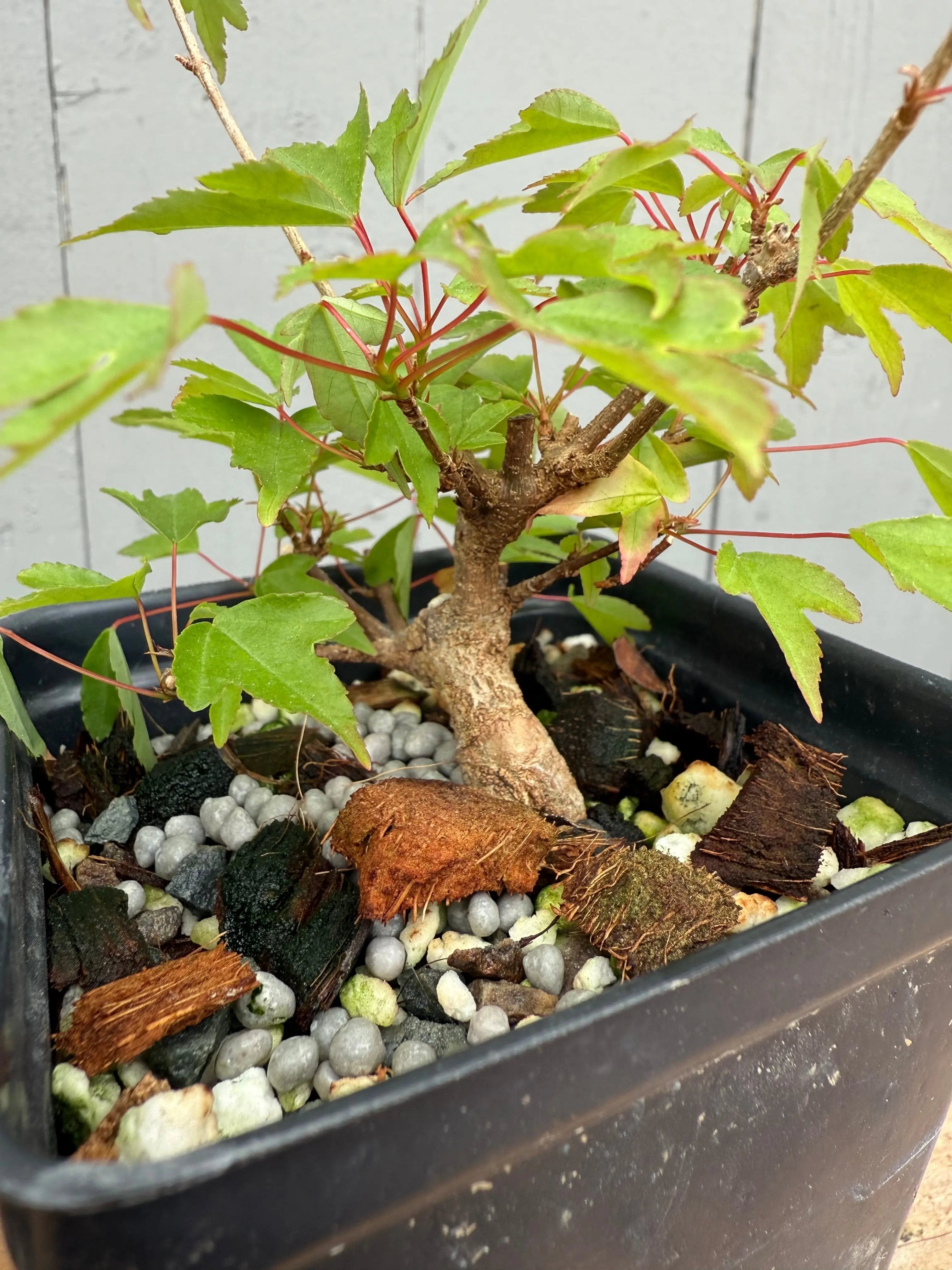 Acer buergerianum (small leaf strain) Canada Bonsai