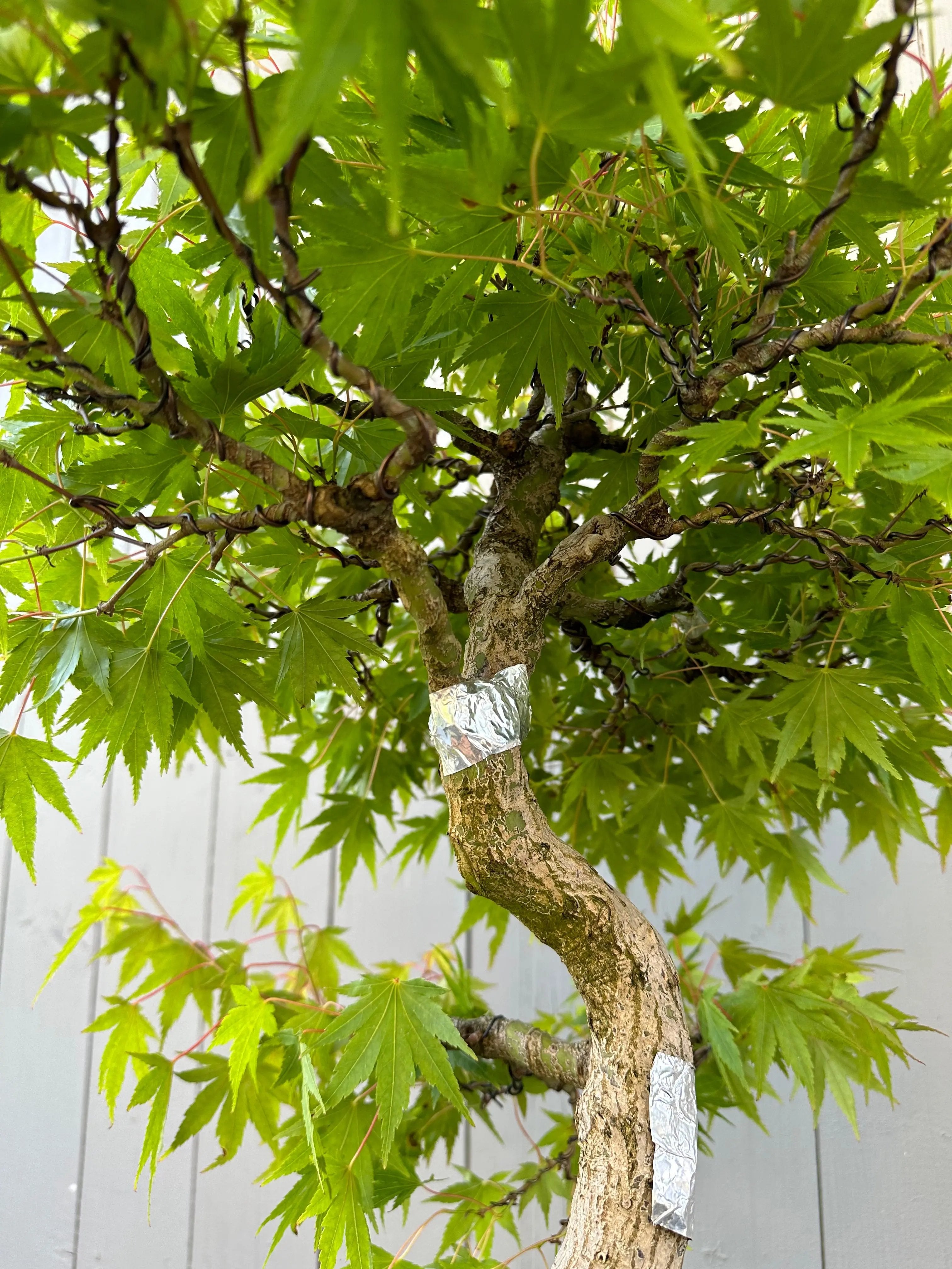 Acer palmatum #4 Canada Bonsai