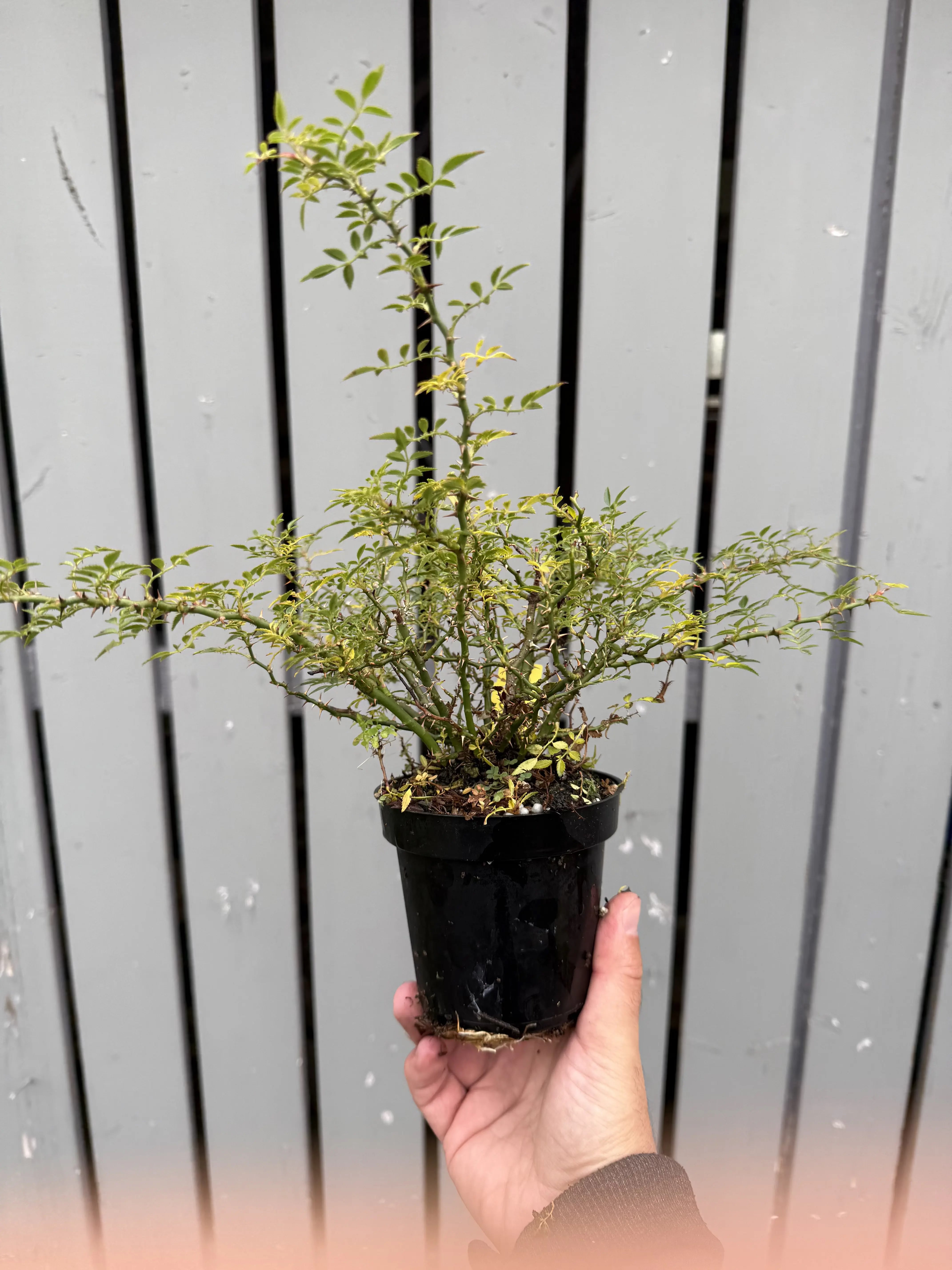 Rosa #2 Canada Bonsai