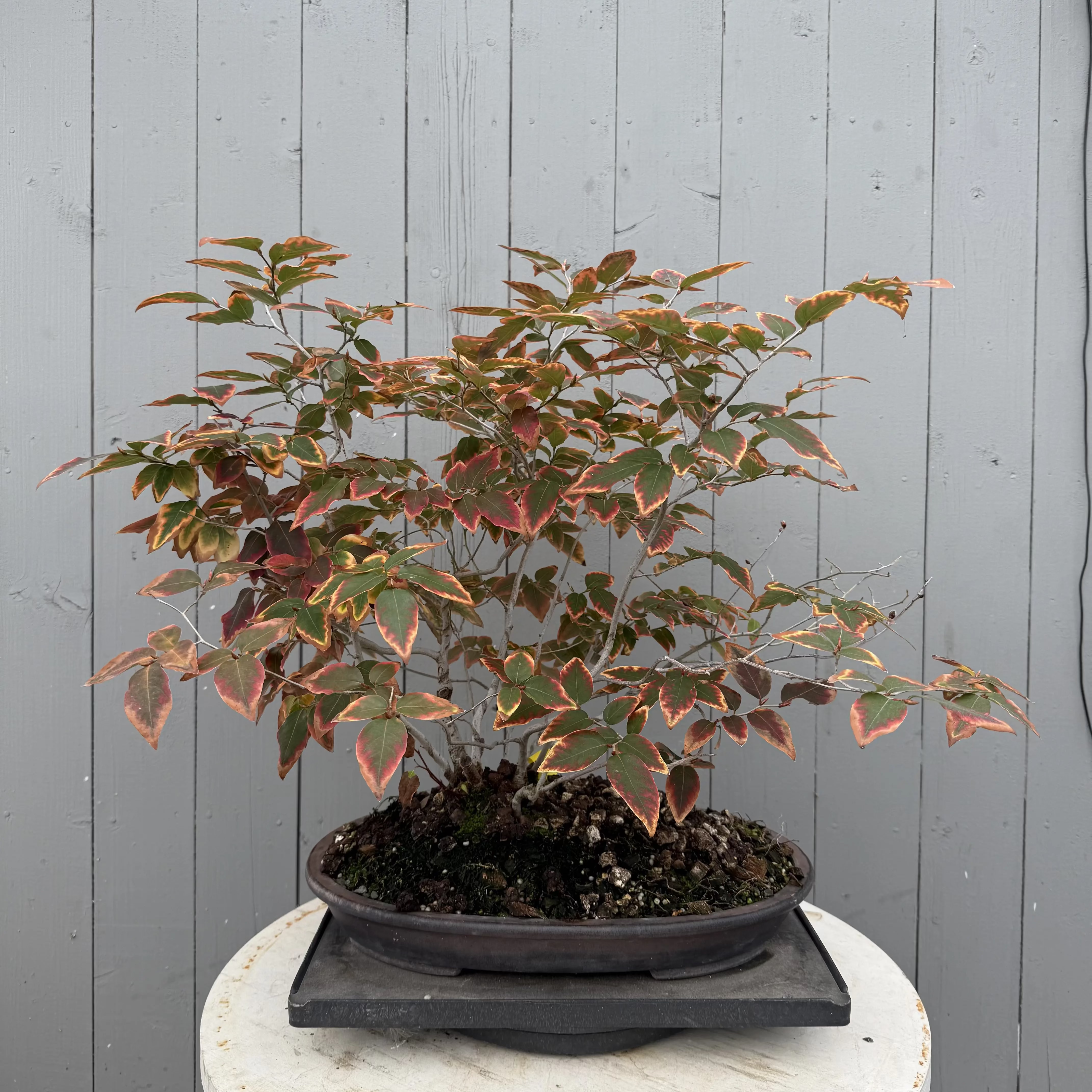 Lindera glauca (antique pot) Canada Bonsai