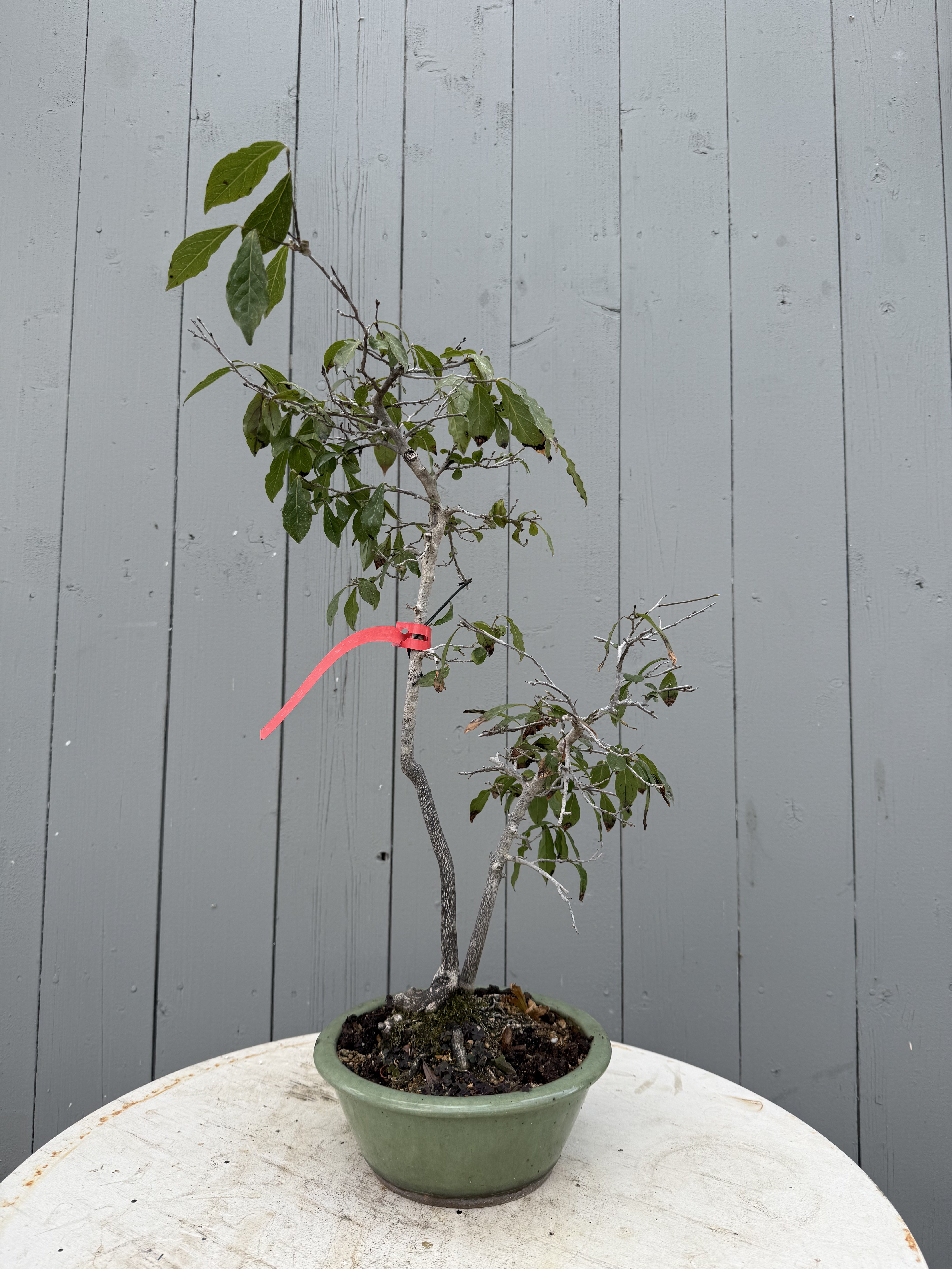 Diopsyros rhombifolia