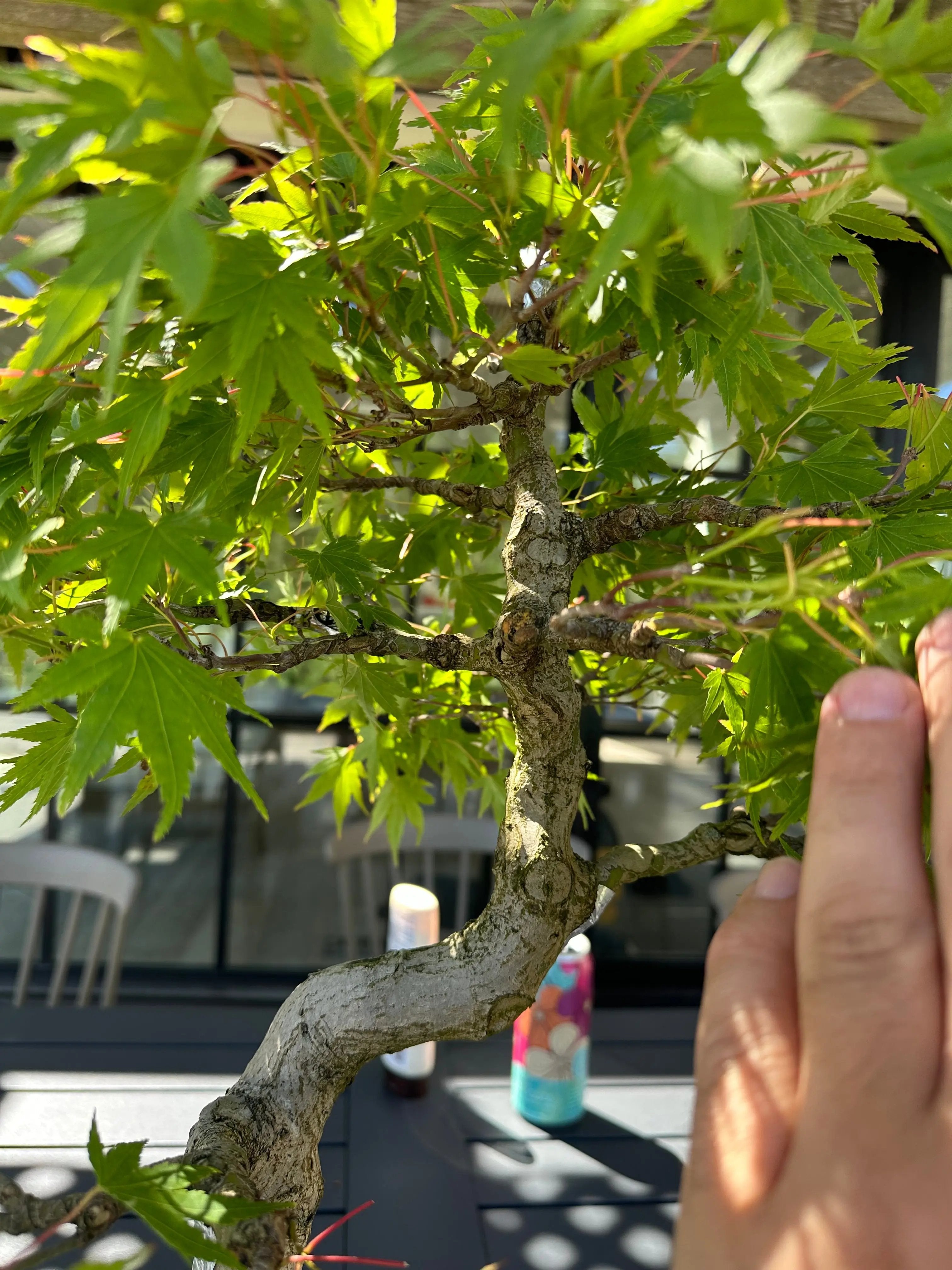 Acer palmatum #4 Canada Bonsai