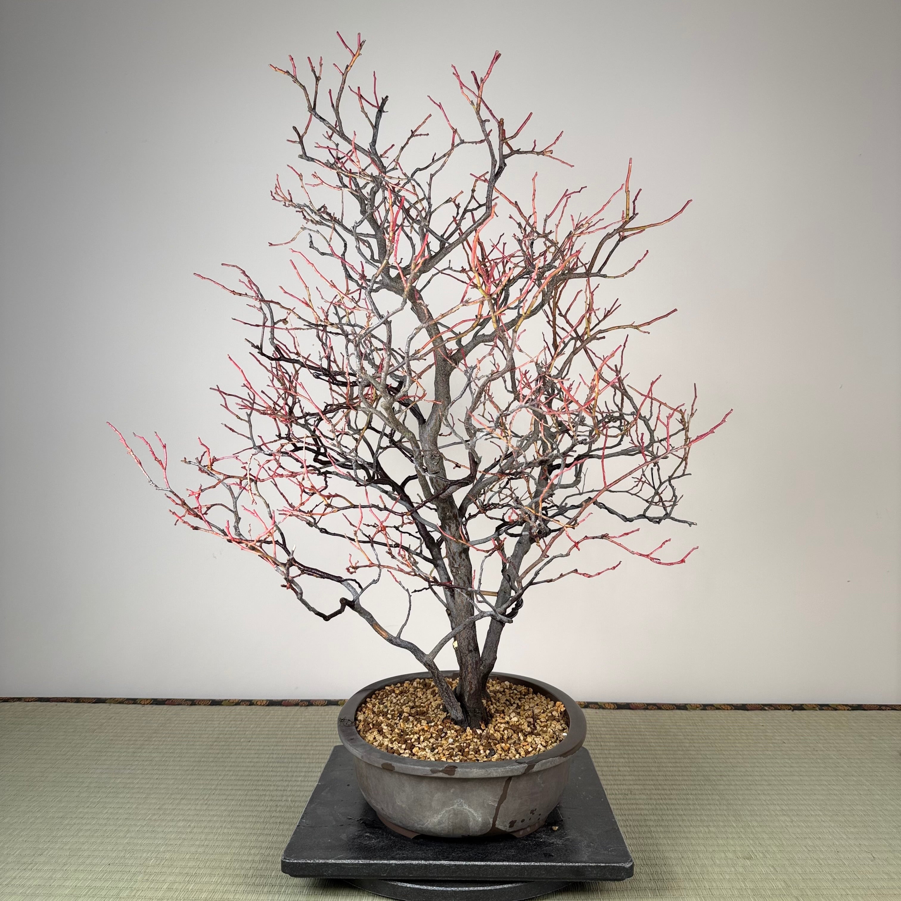 Itea japonica