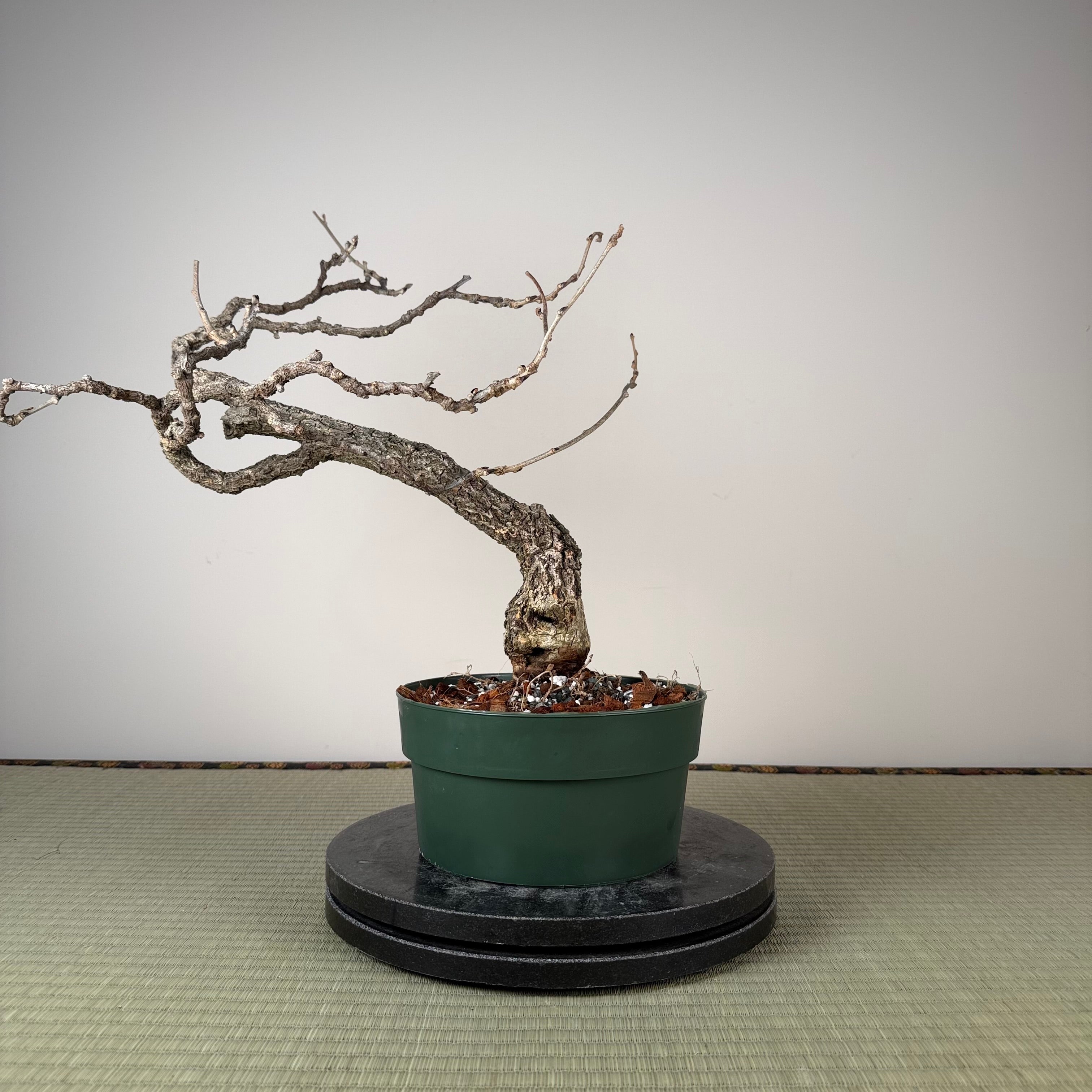 Wisteria floribunda