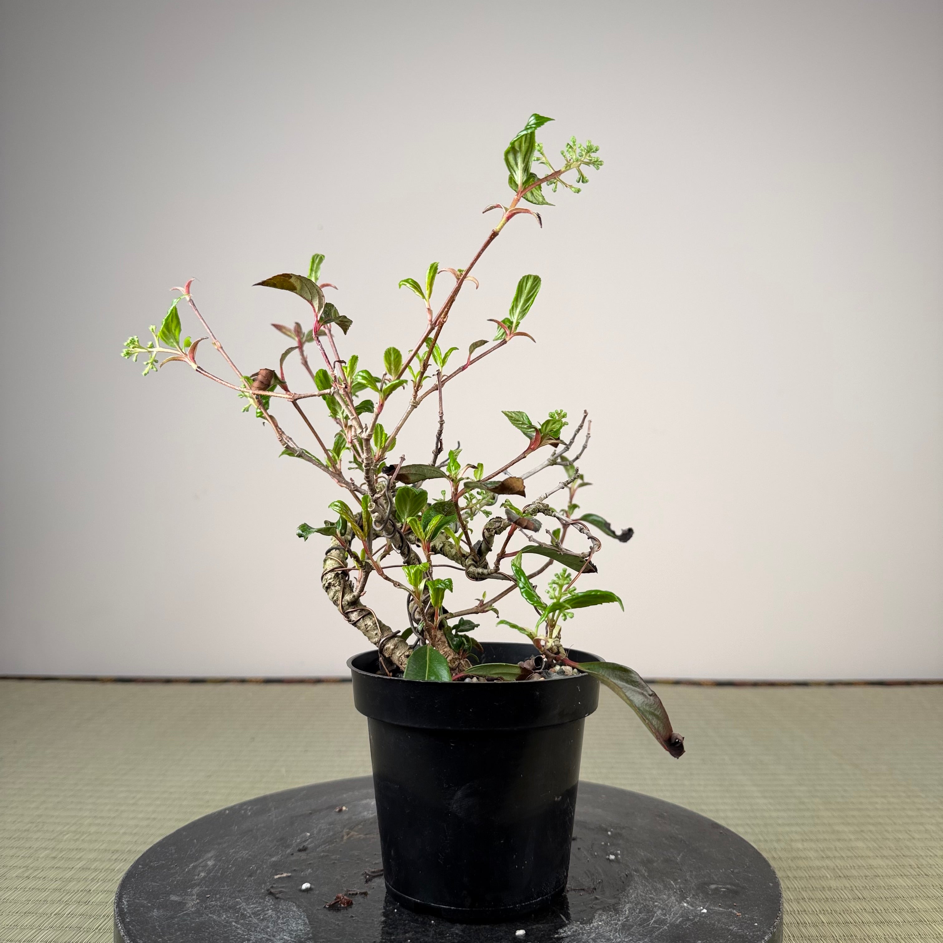 Kadsura japonica