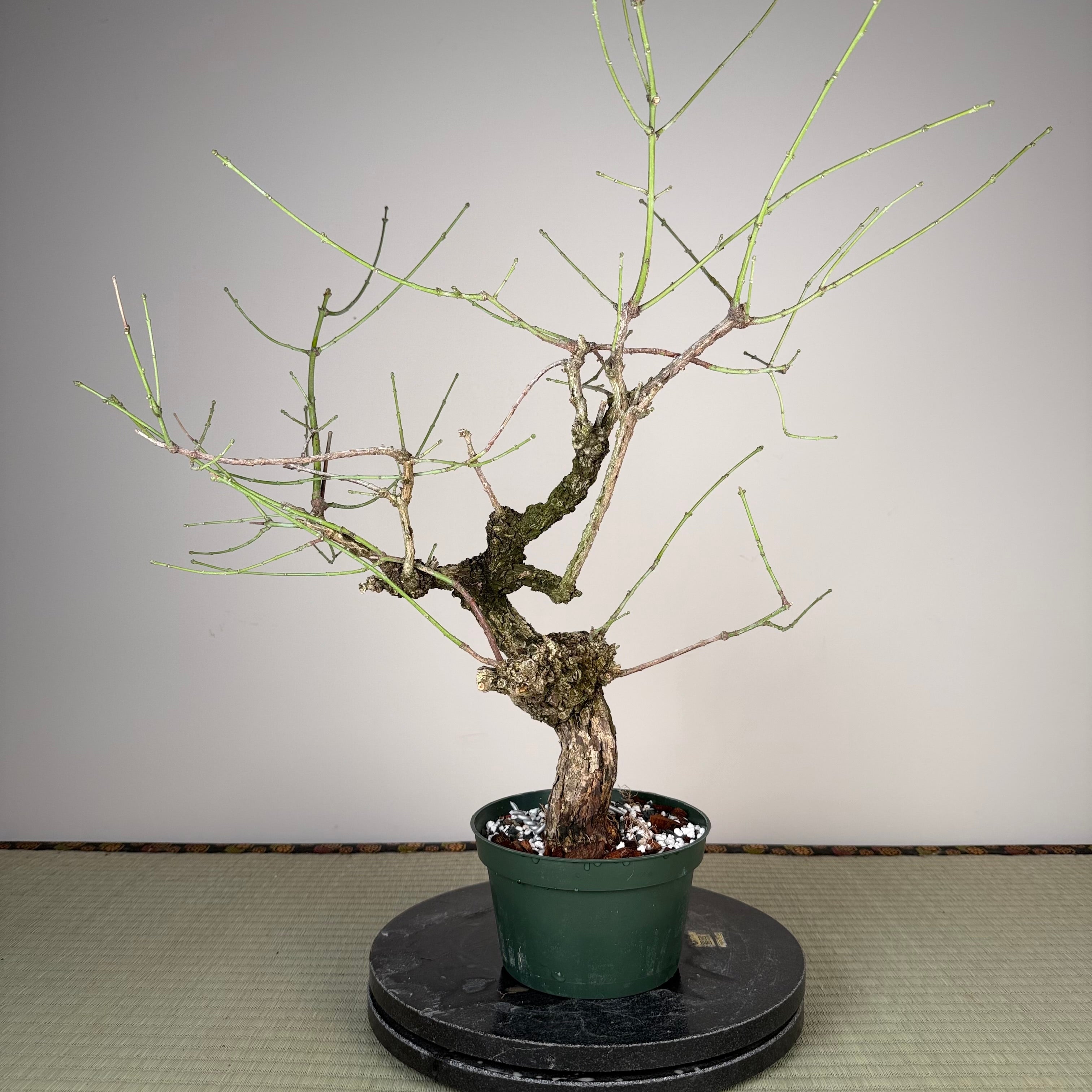 Fusain (variété à écorce rugueuse)