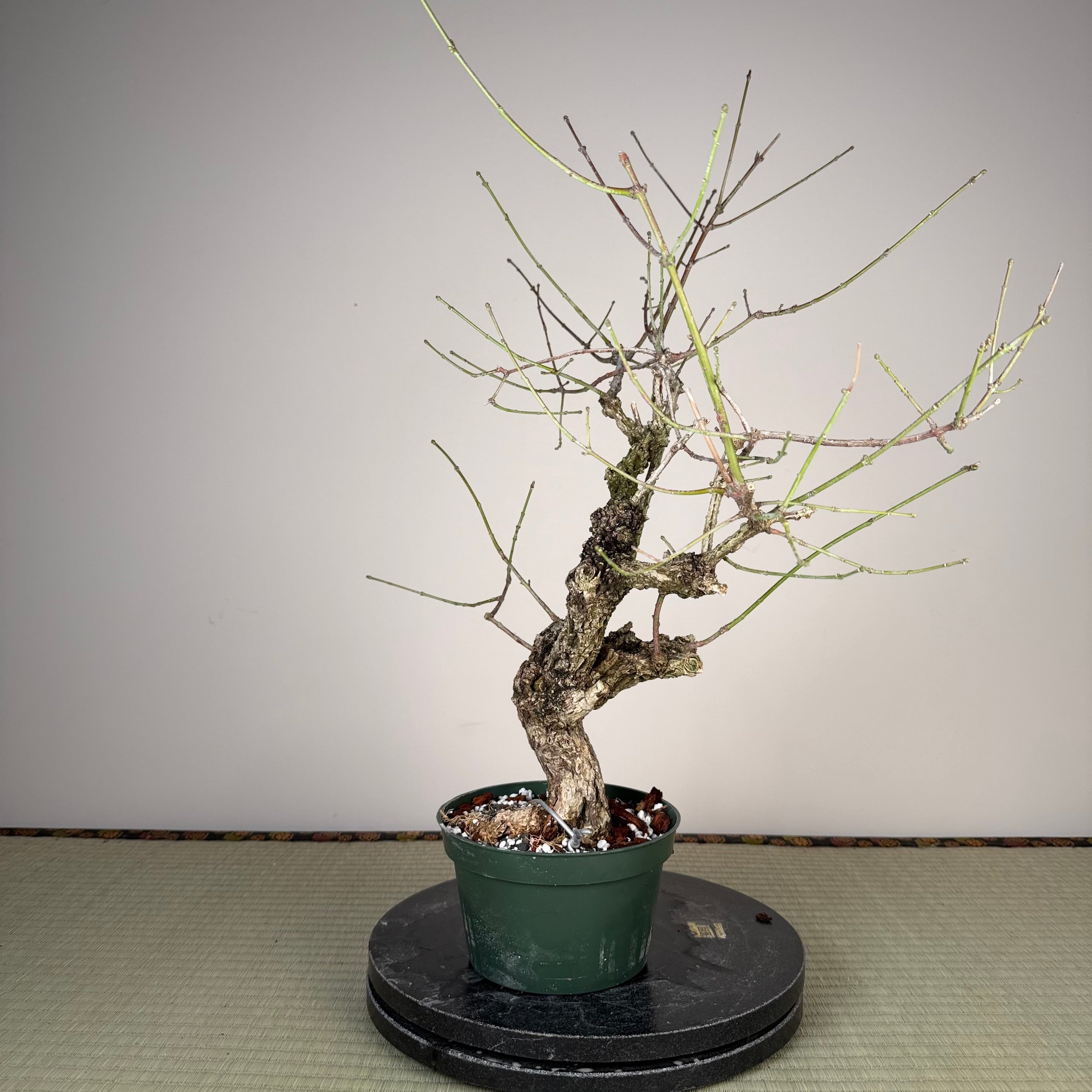 Fusain (variété à écorce rugueuse)