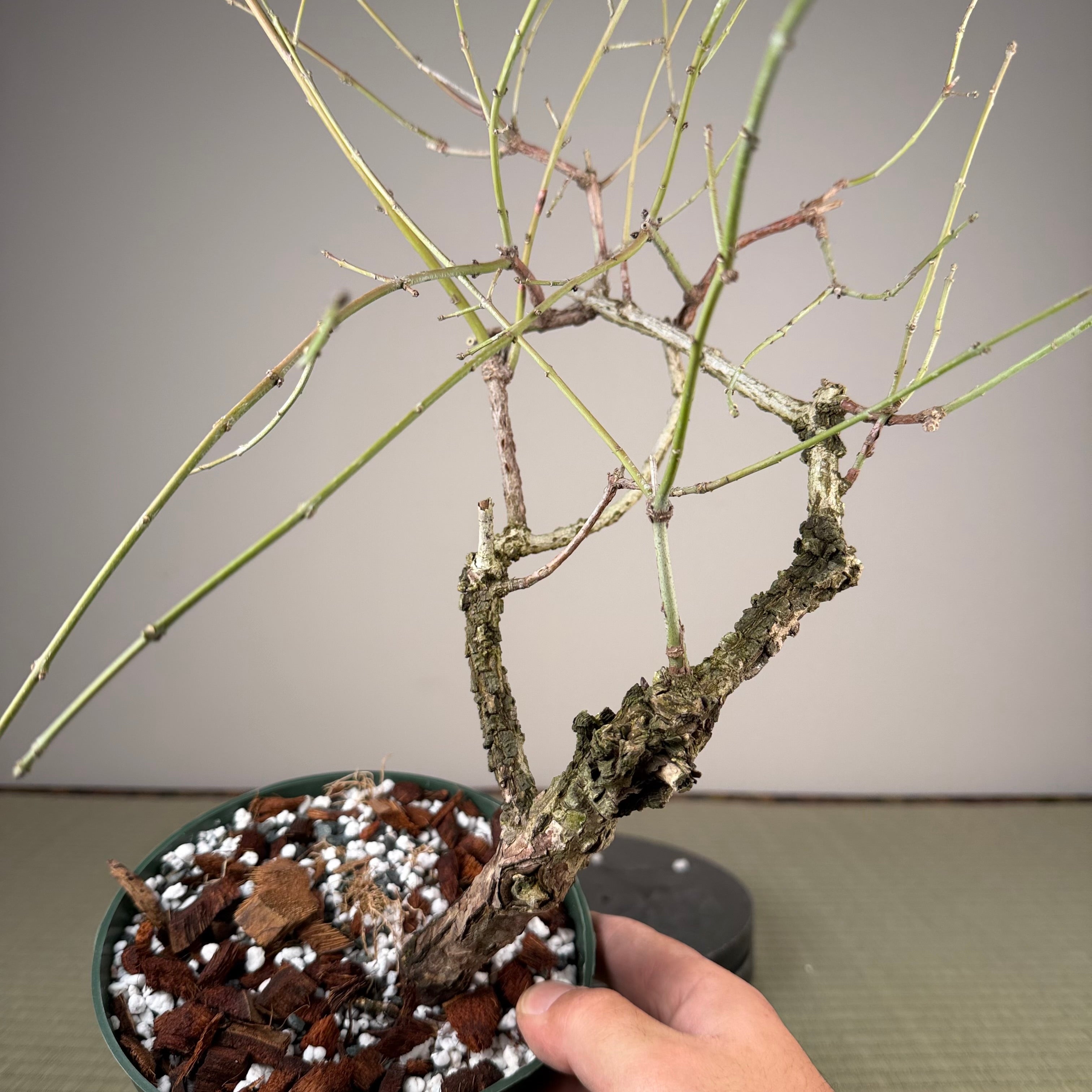 Fusain (variété à écorce rugueuse)