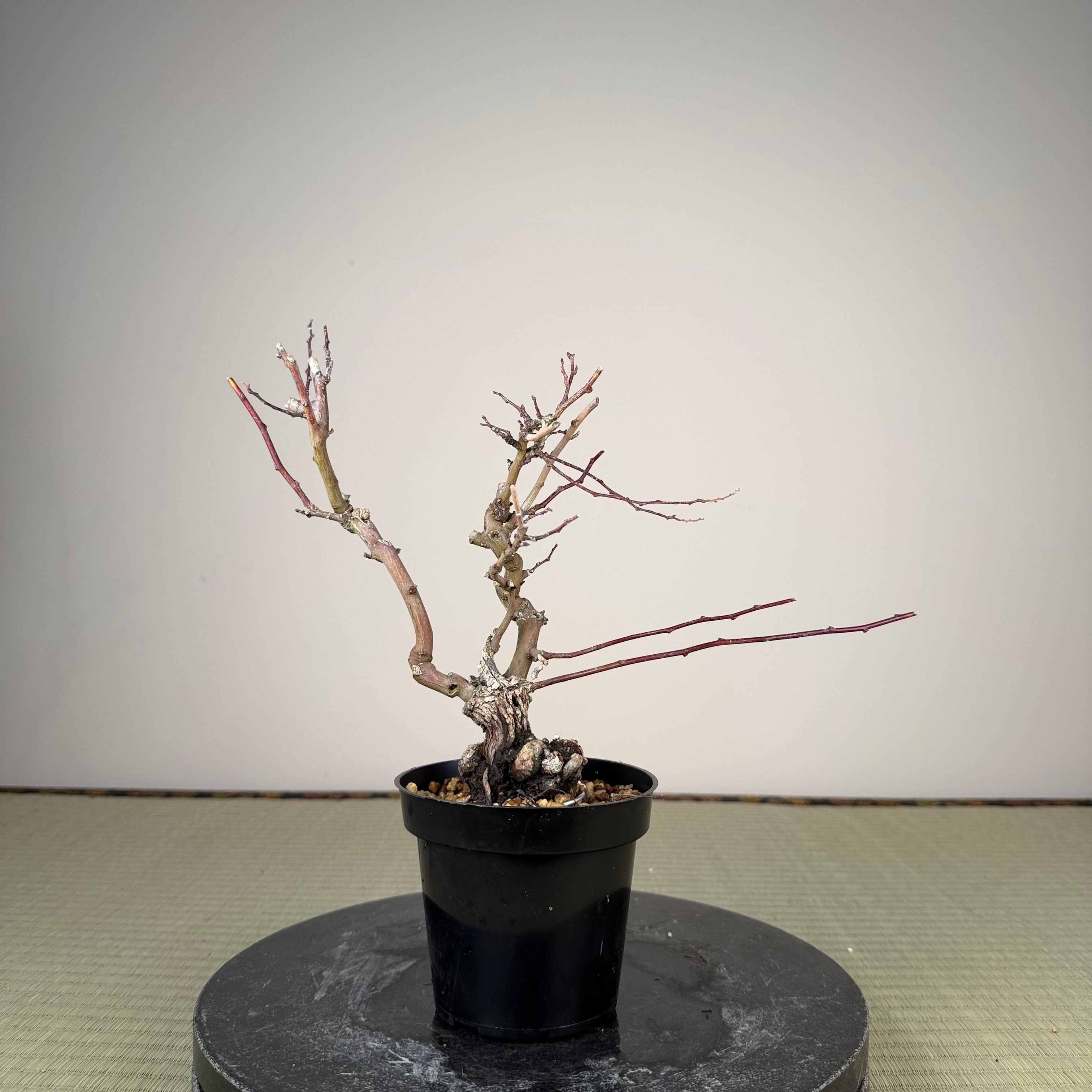 Berchemia racemosa