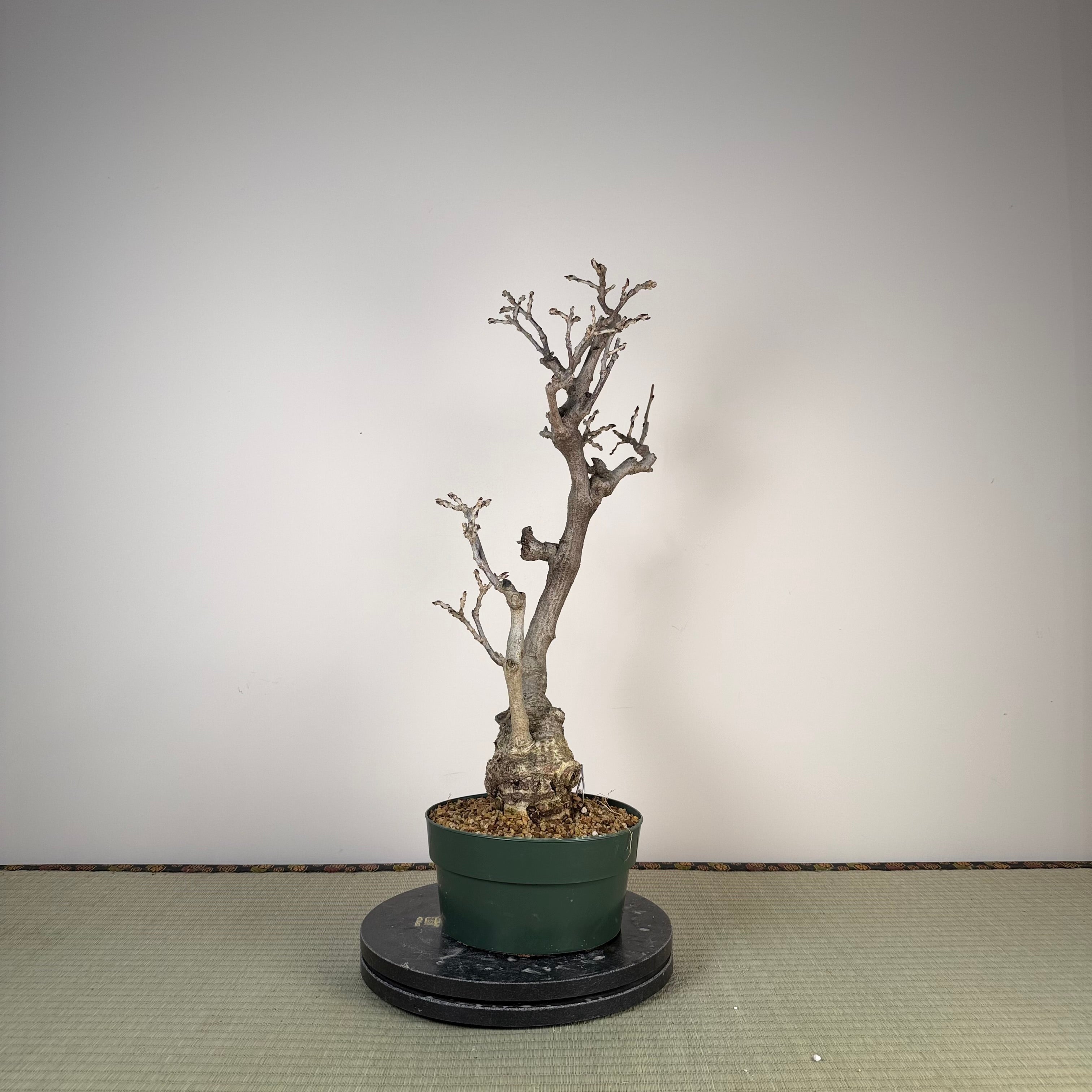Wisteria floribunda