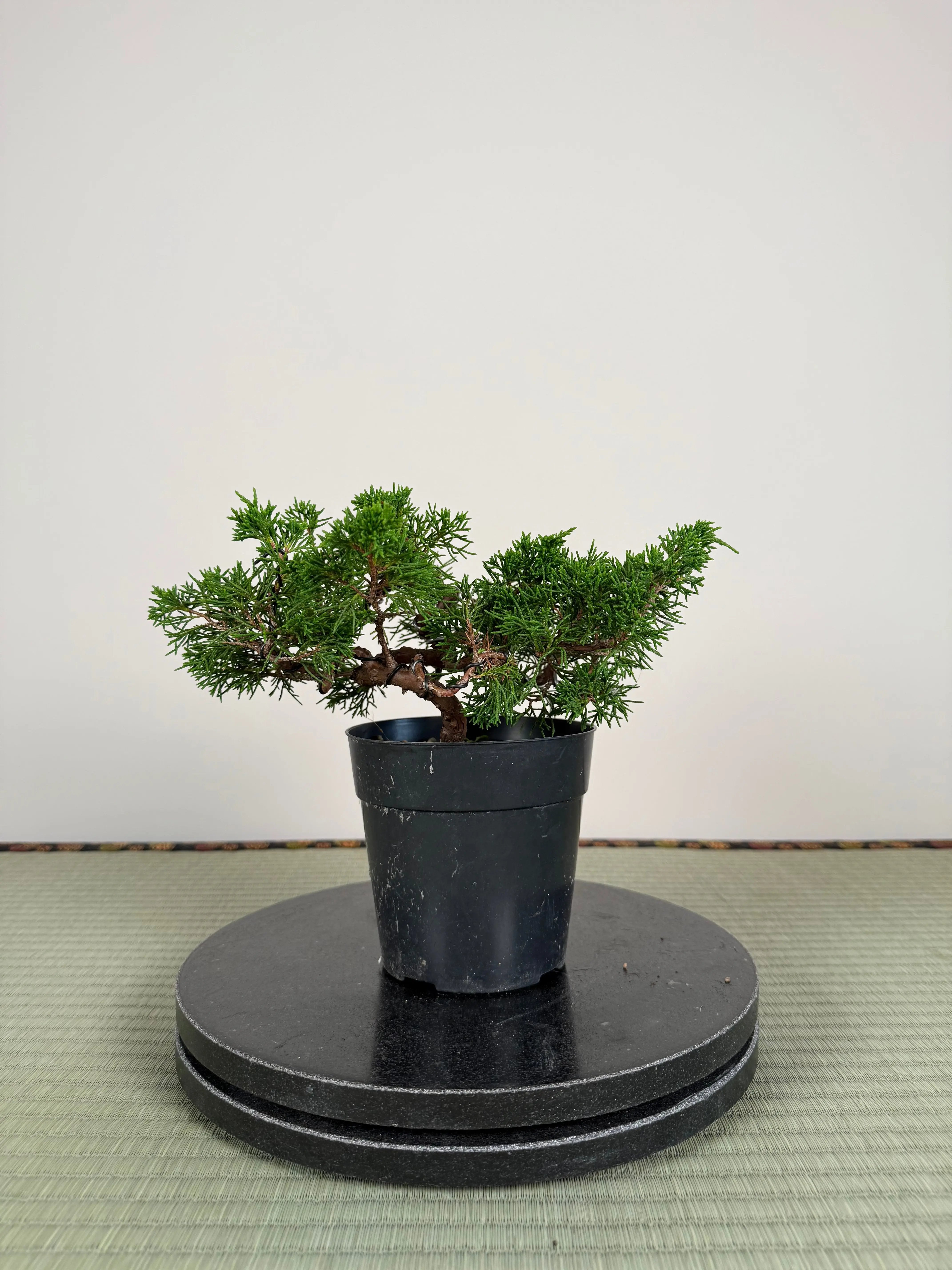 Juniperus chinensis Itoigawa Canada Bonsai
