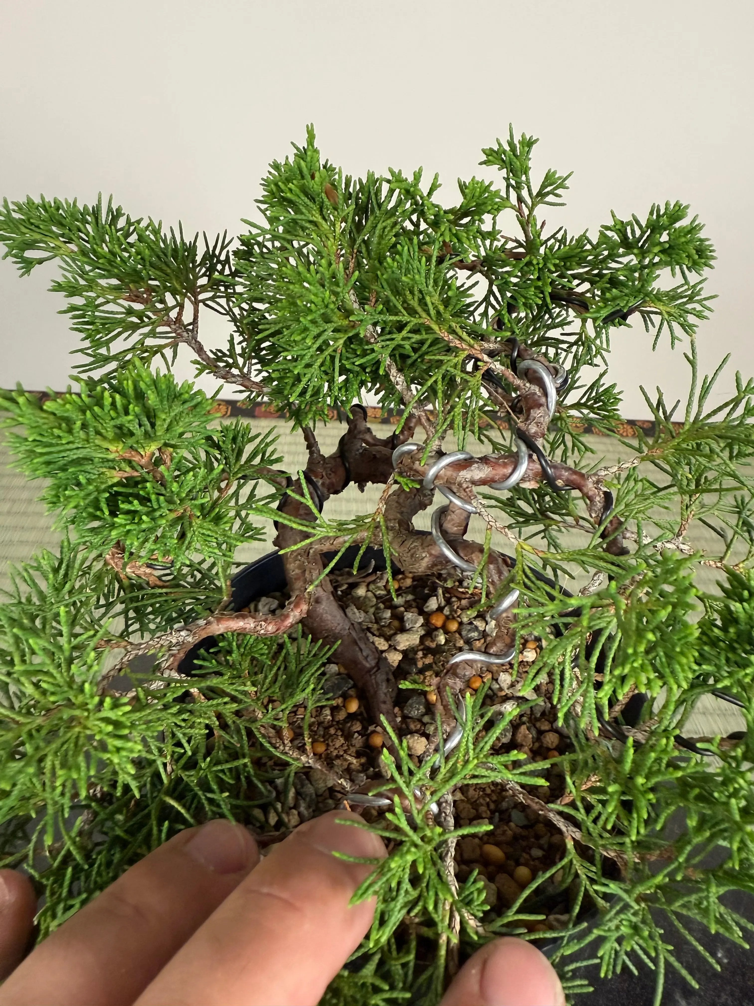 Juniperus chinensis Itoigawa Canada Bonsai