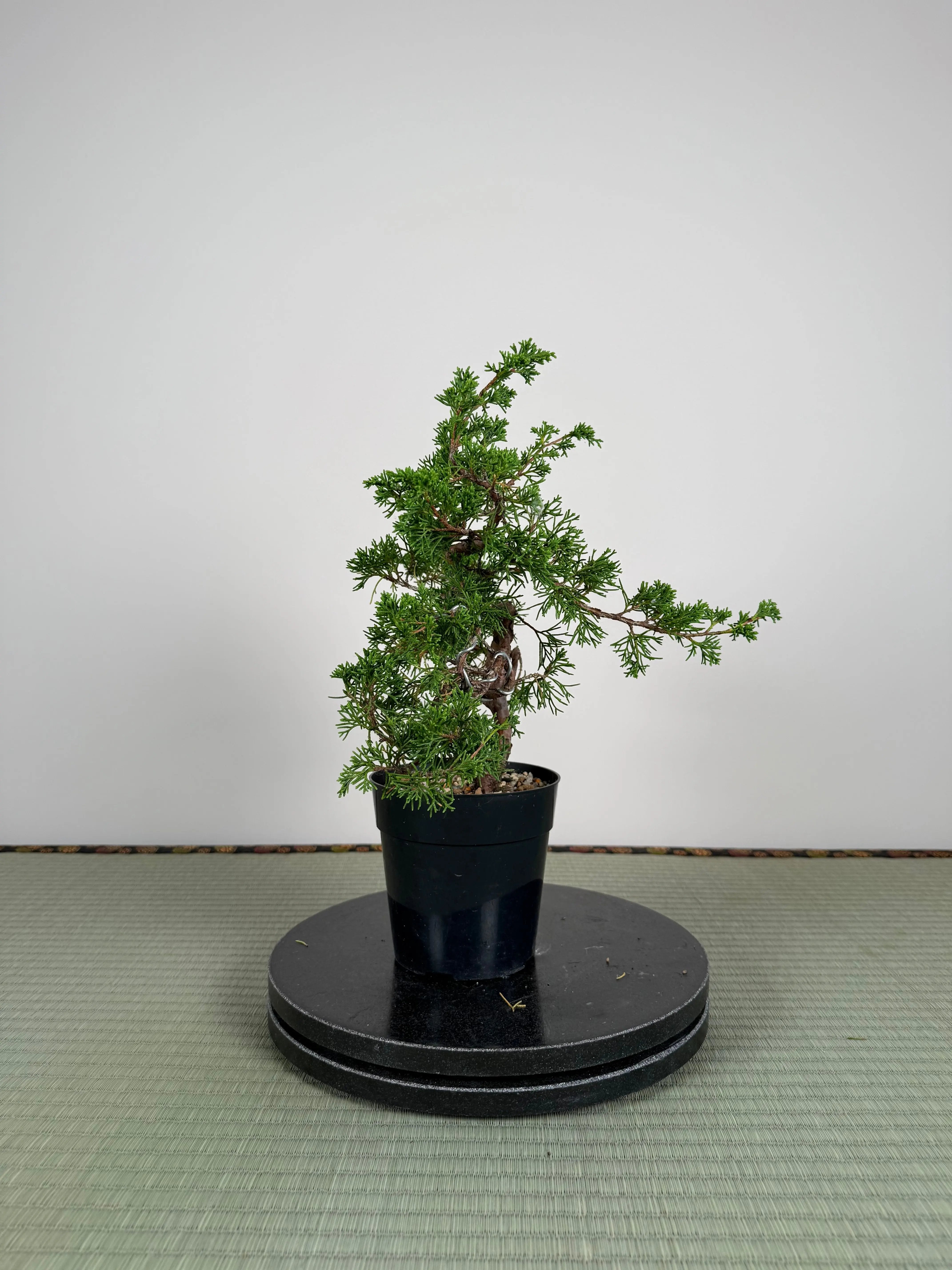 Juniperus chinensis Itoigawa Canada Bonsai