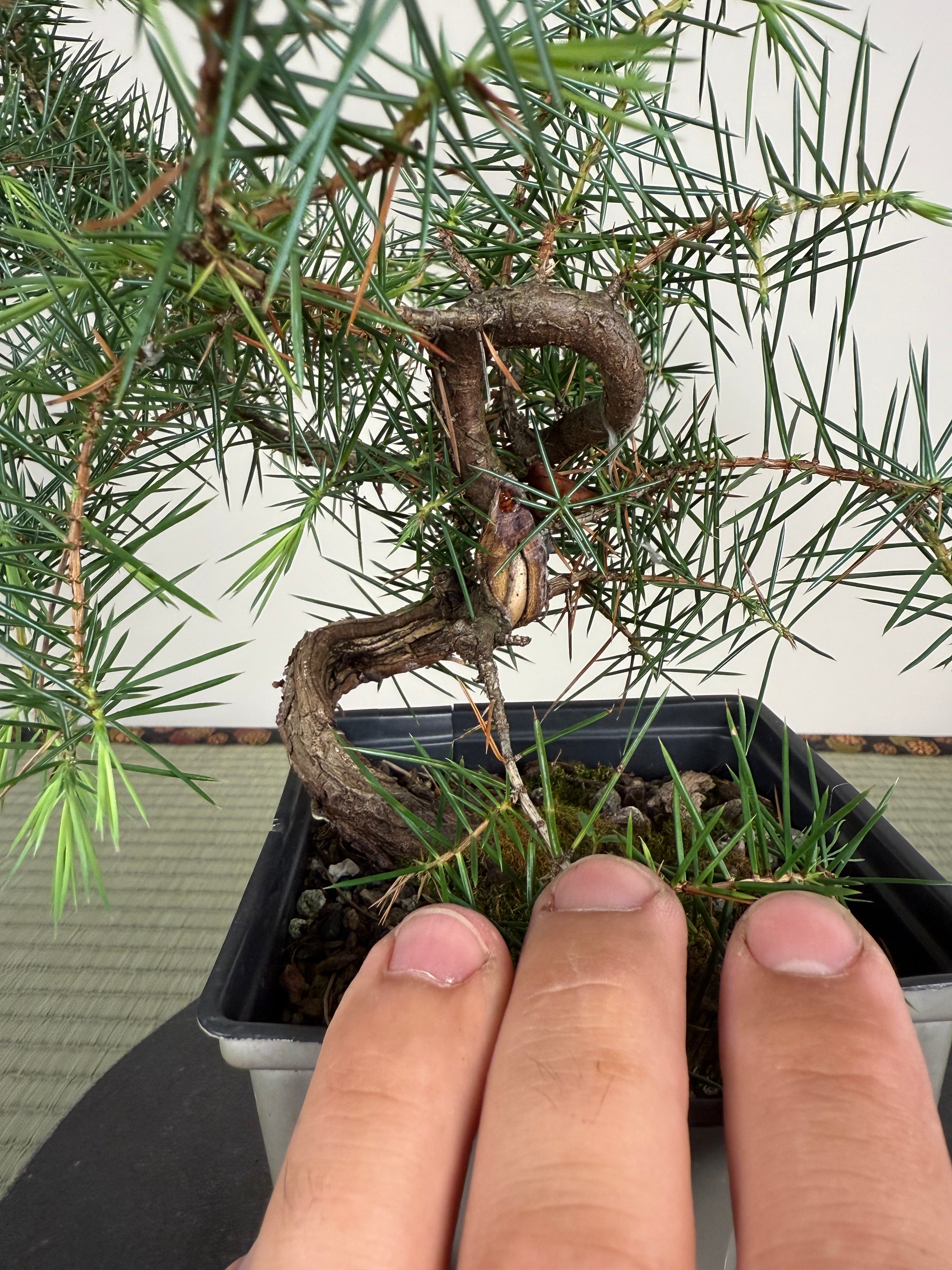 Juniperus rigida