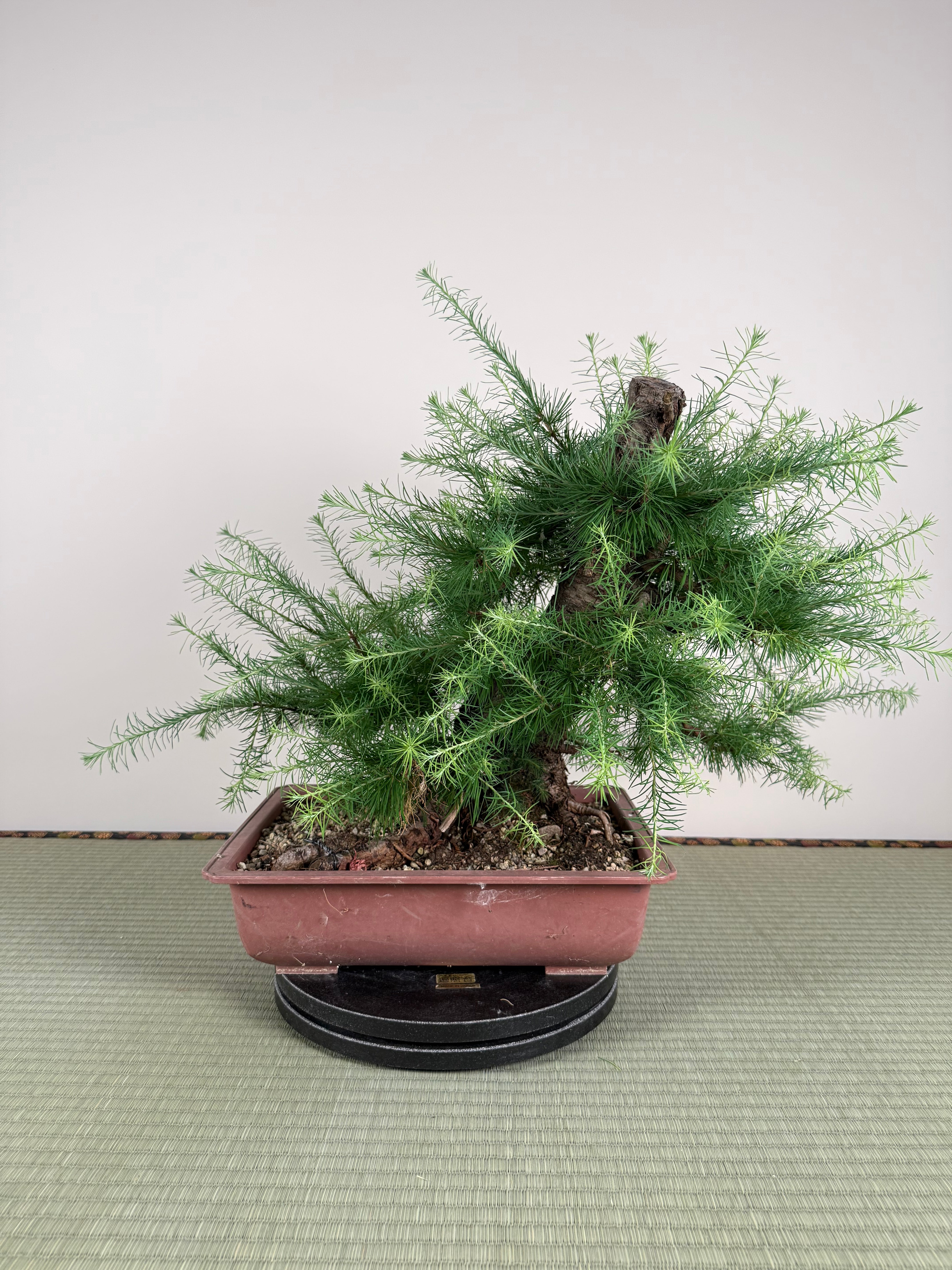 Larix