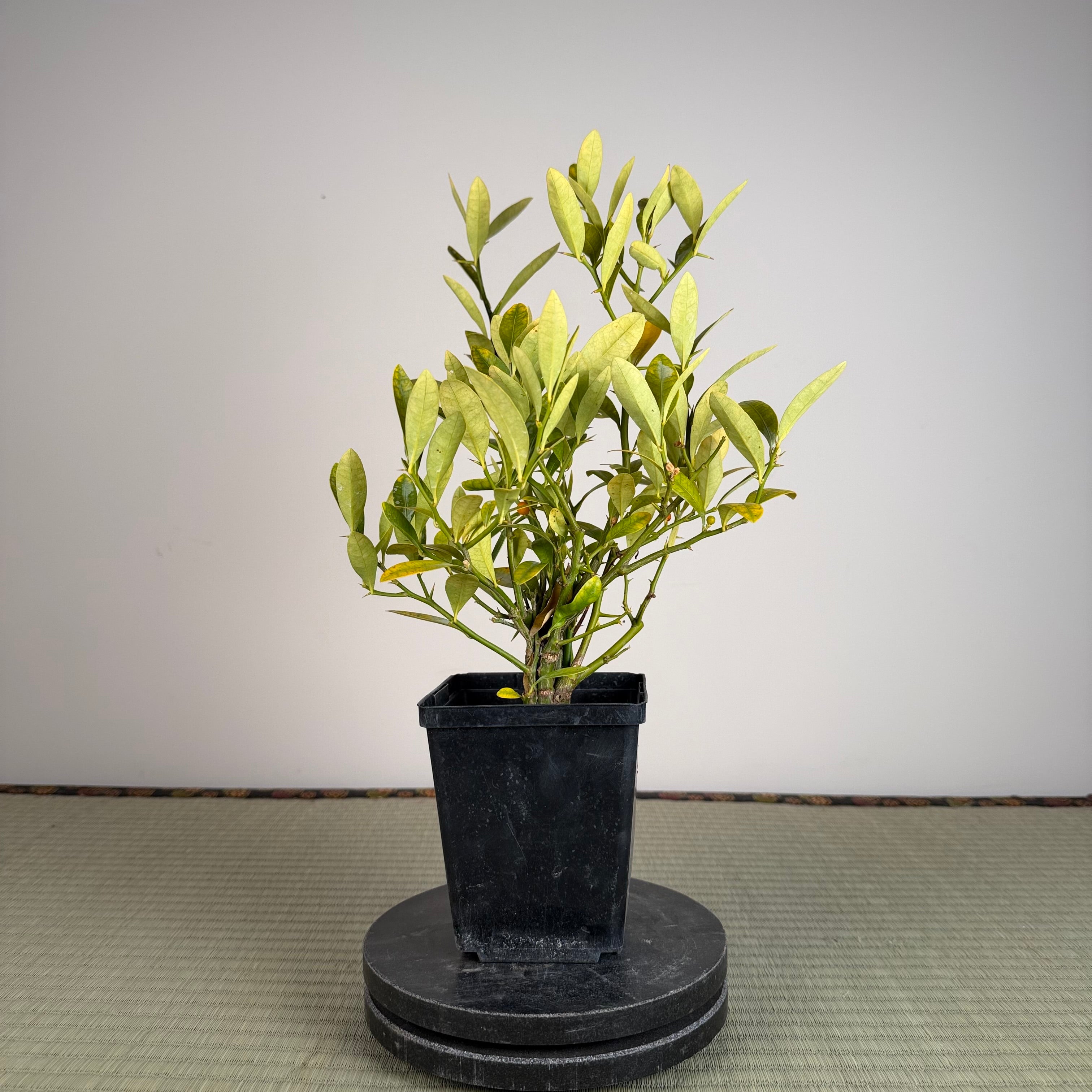 KUMQUAT DE HONG KONG