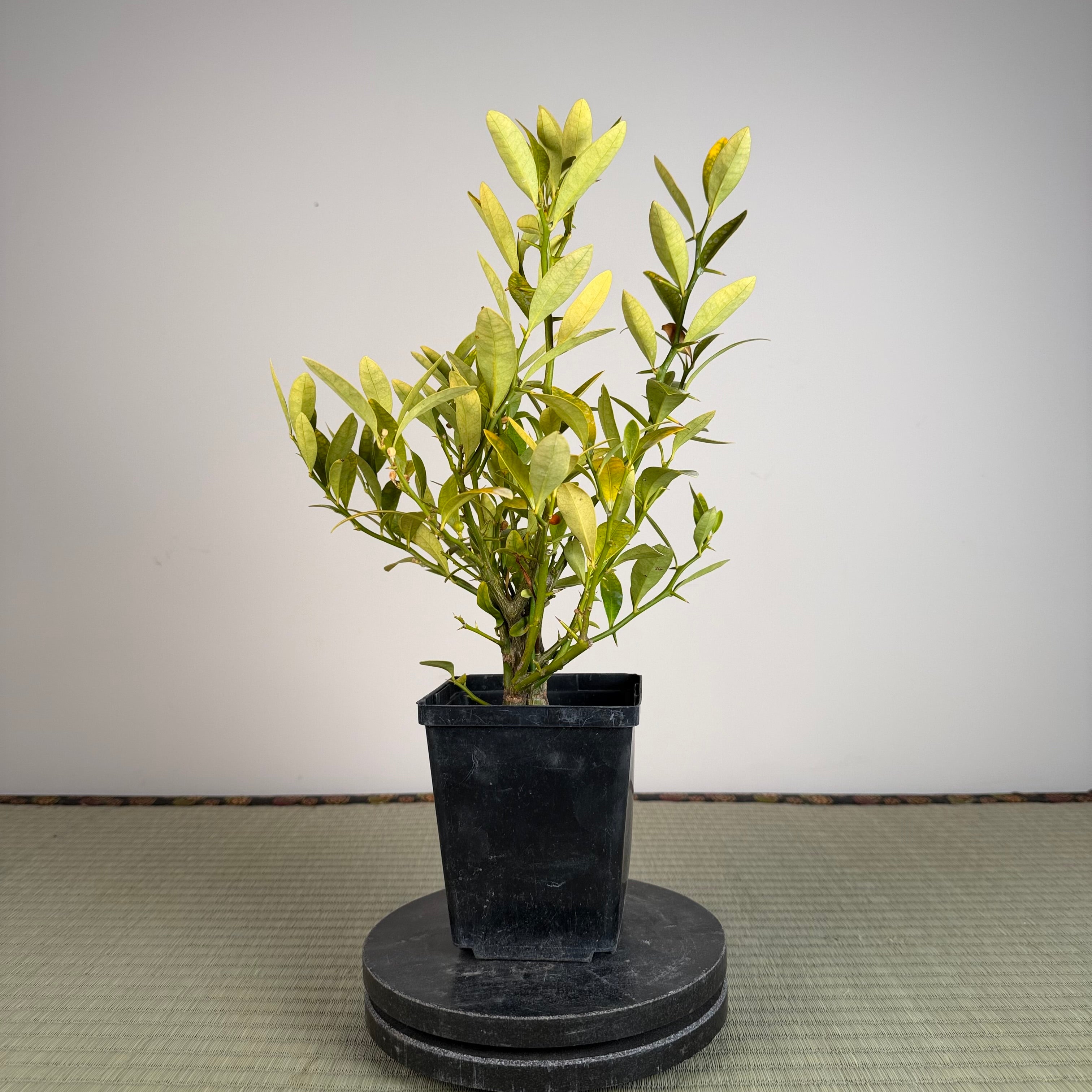 KUMQUAT DE HONG KONG