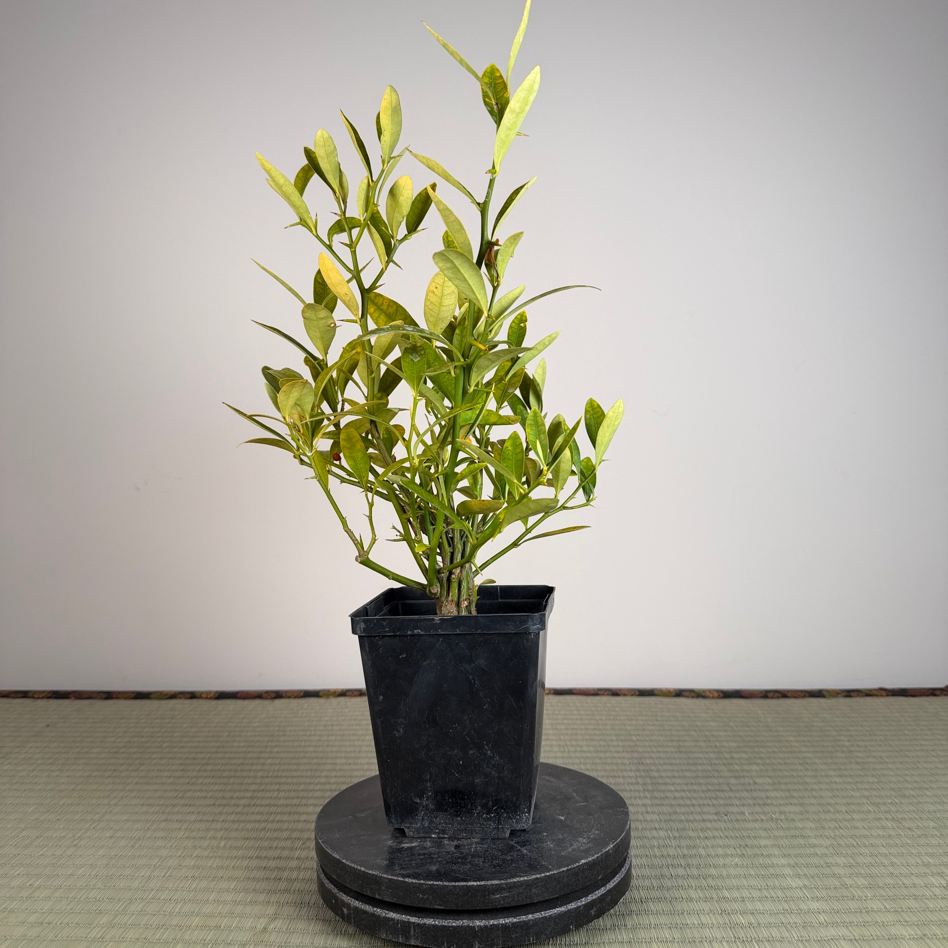 KUMQUAT DE HONG KONG