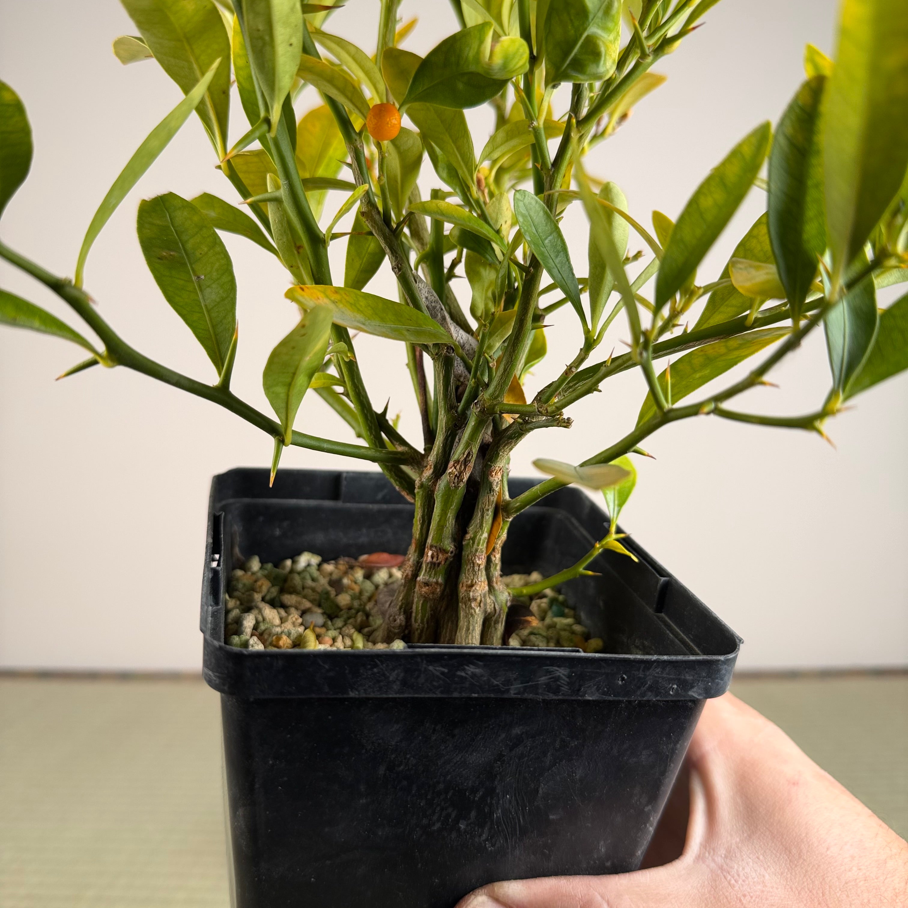 KUMQUAT DE HONG KONG