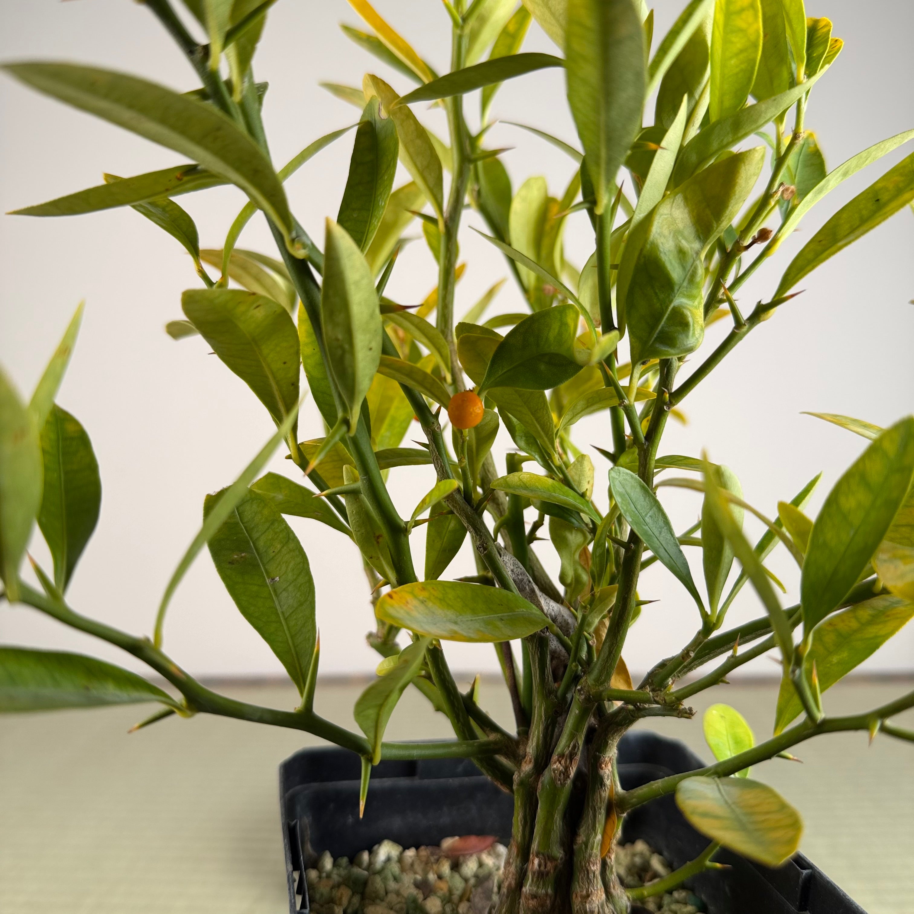 KUMQUAT DE HONG KONG