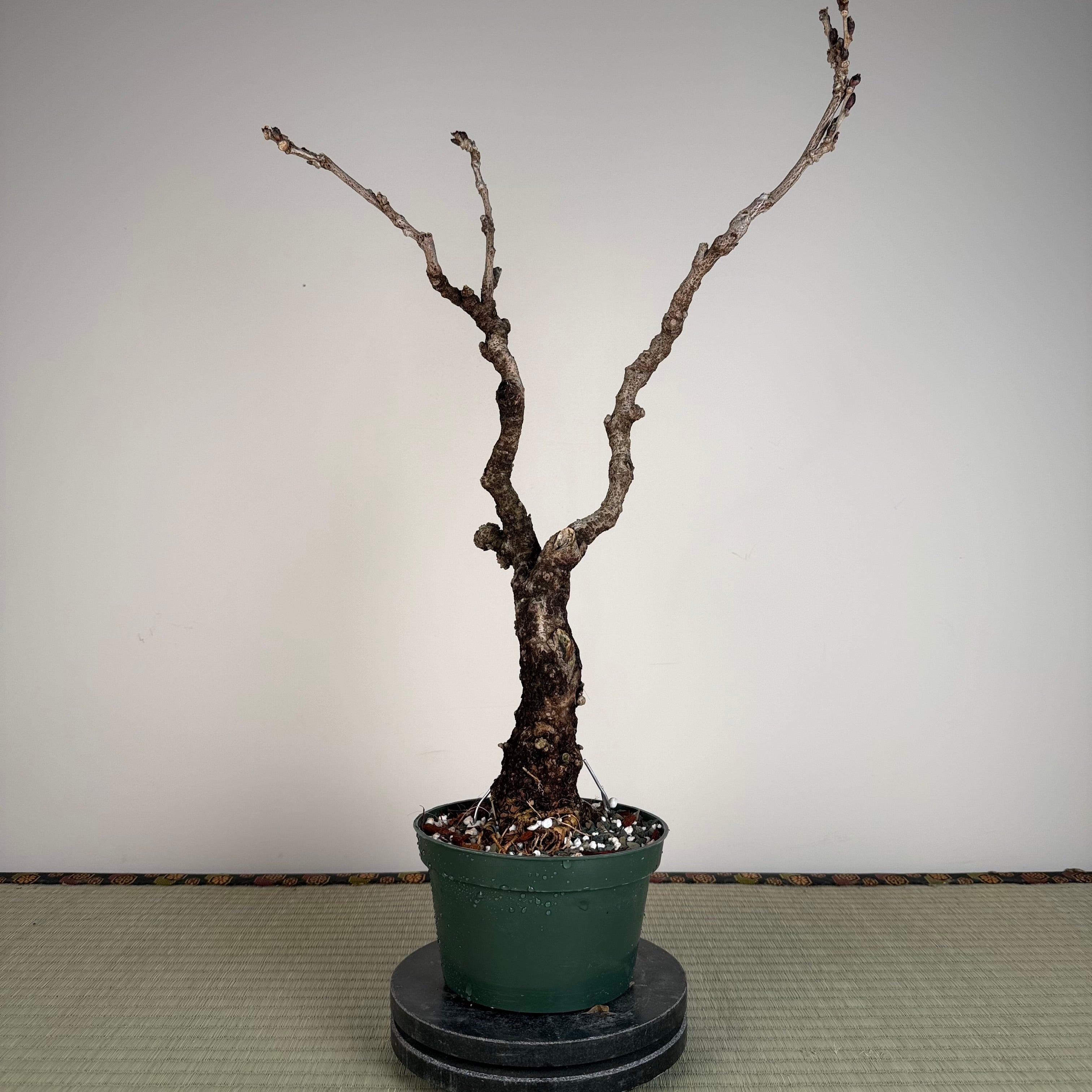 Wisteria floribunda