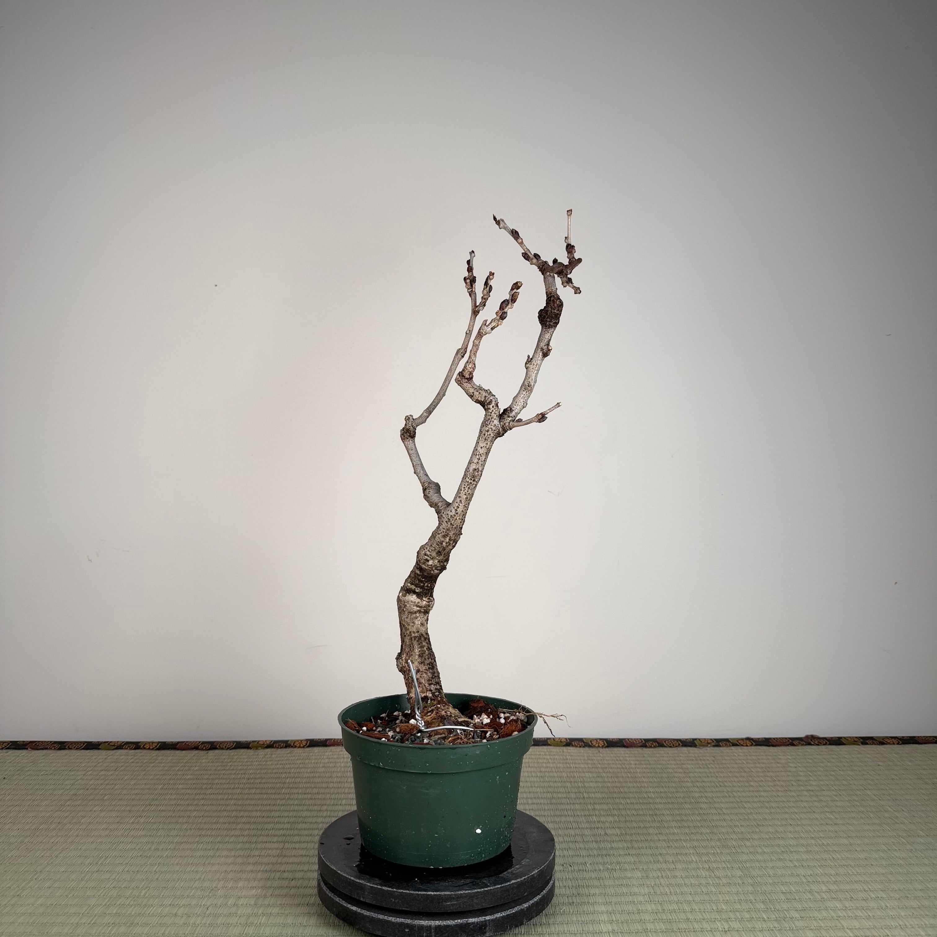 Glycine floribunda