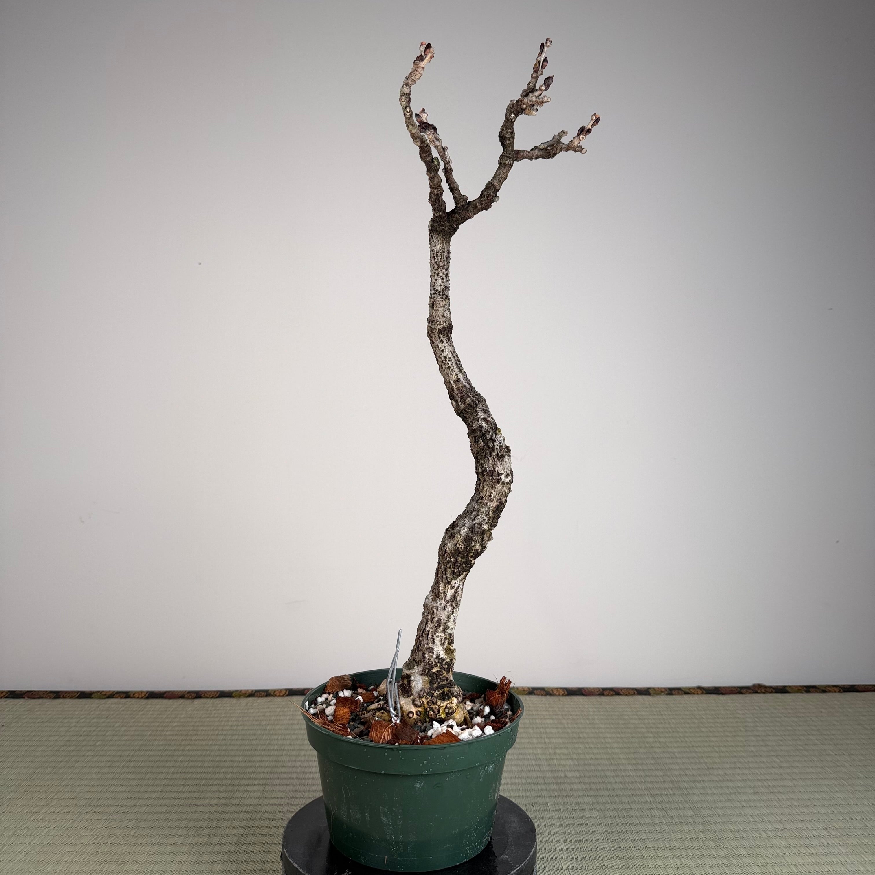 Glycine floribunda