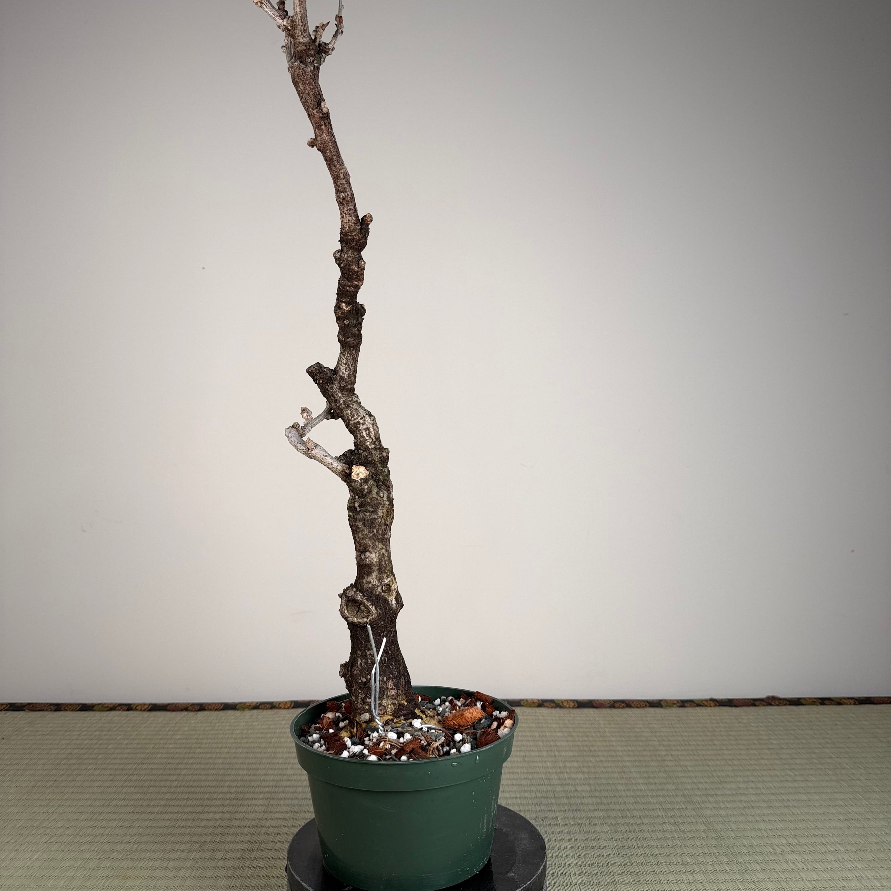 Wisteria floribunda