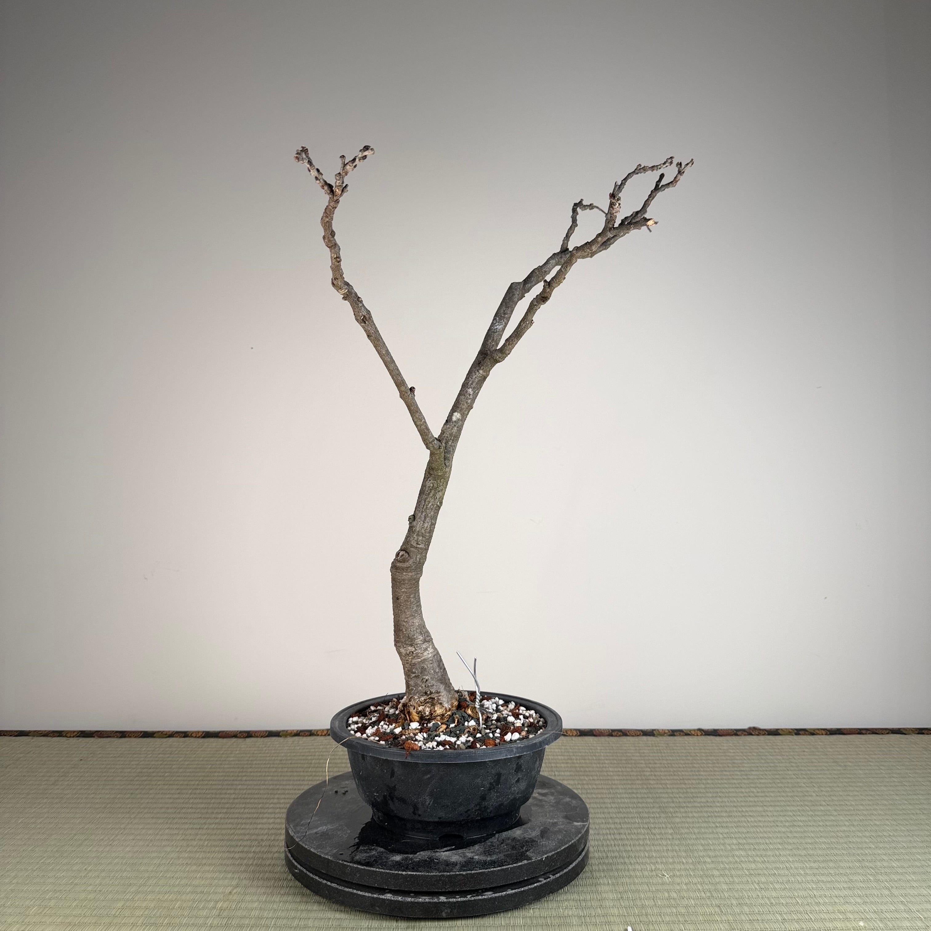 Glycine floribunda