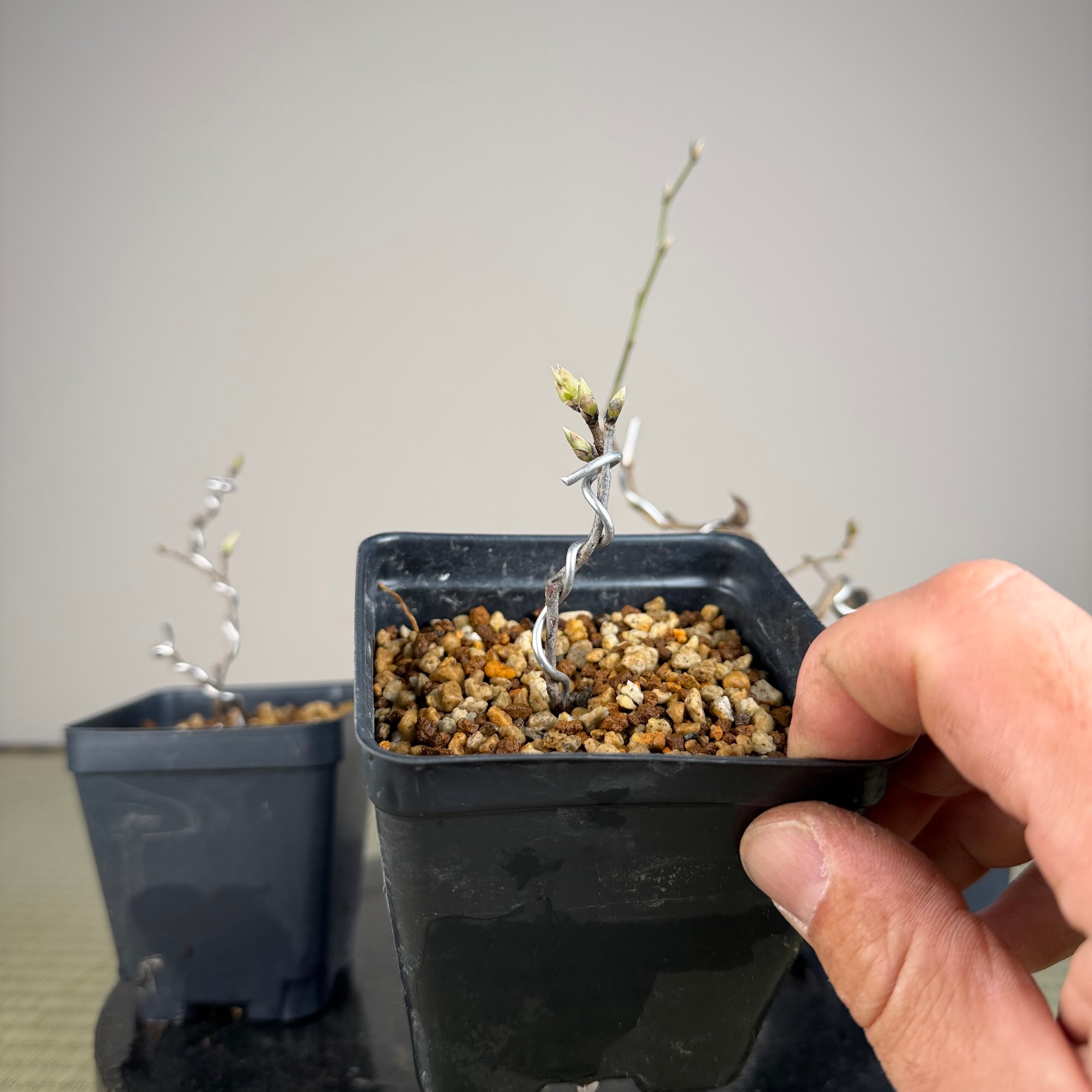 Diospyros rhombifolia (root cutting) 'Beniwakamaru'