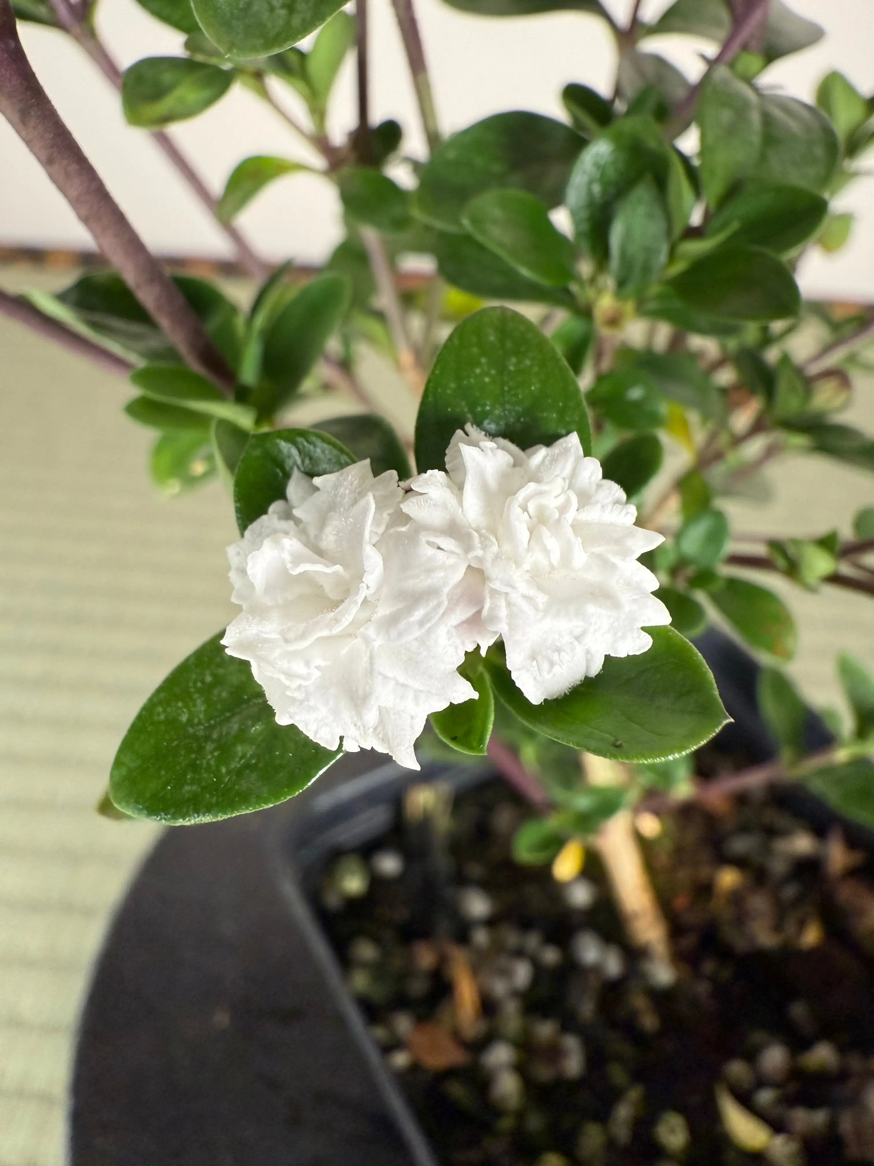SNOW ROSE Canada Bonsai