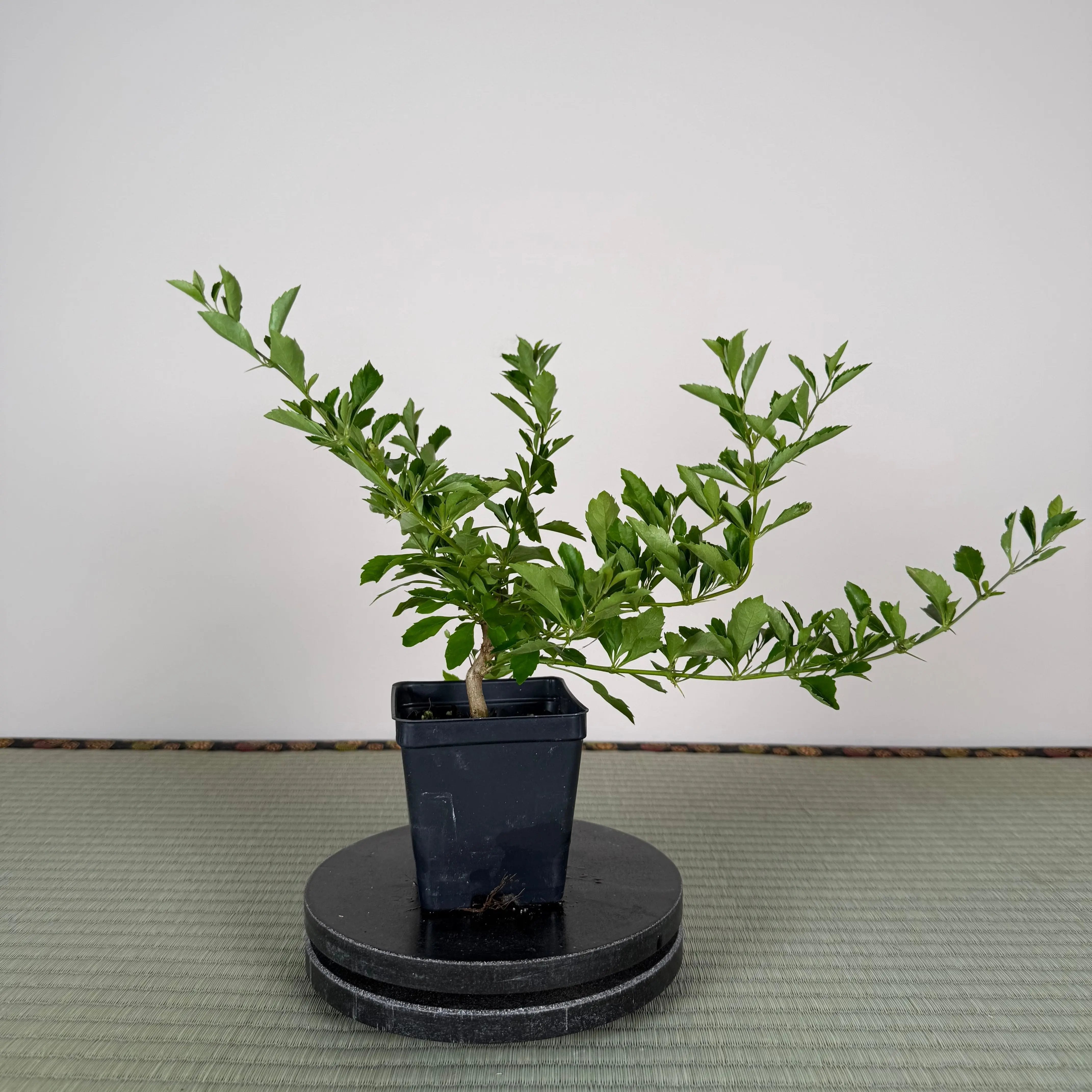 GOLDEN DEWDROP Canada Bonsai