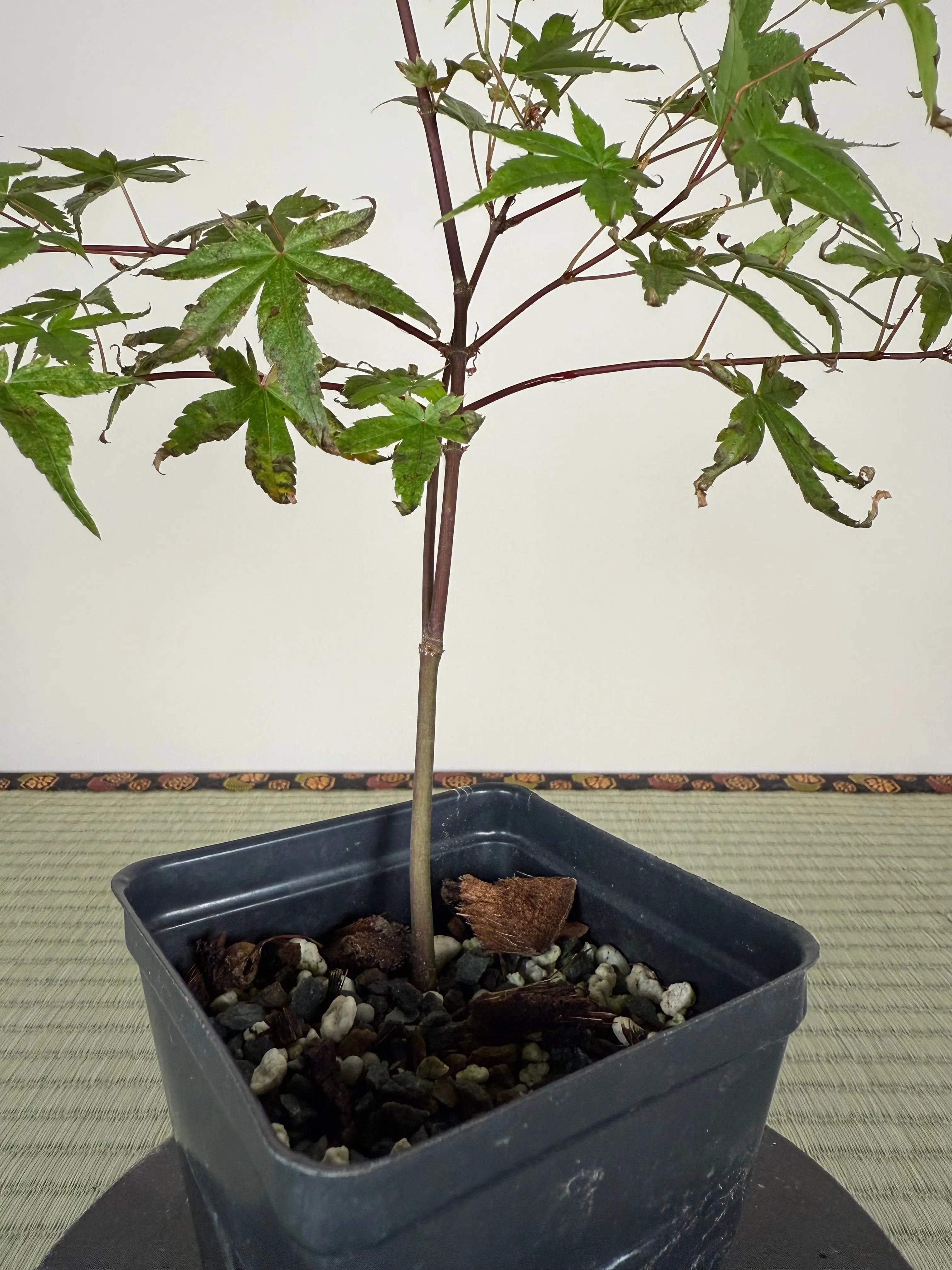 JAPANESE MAPLE Canada Bonsai