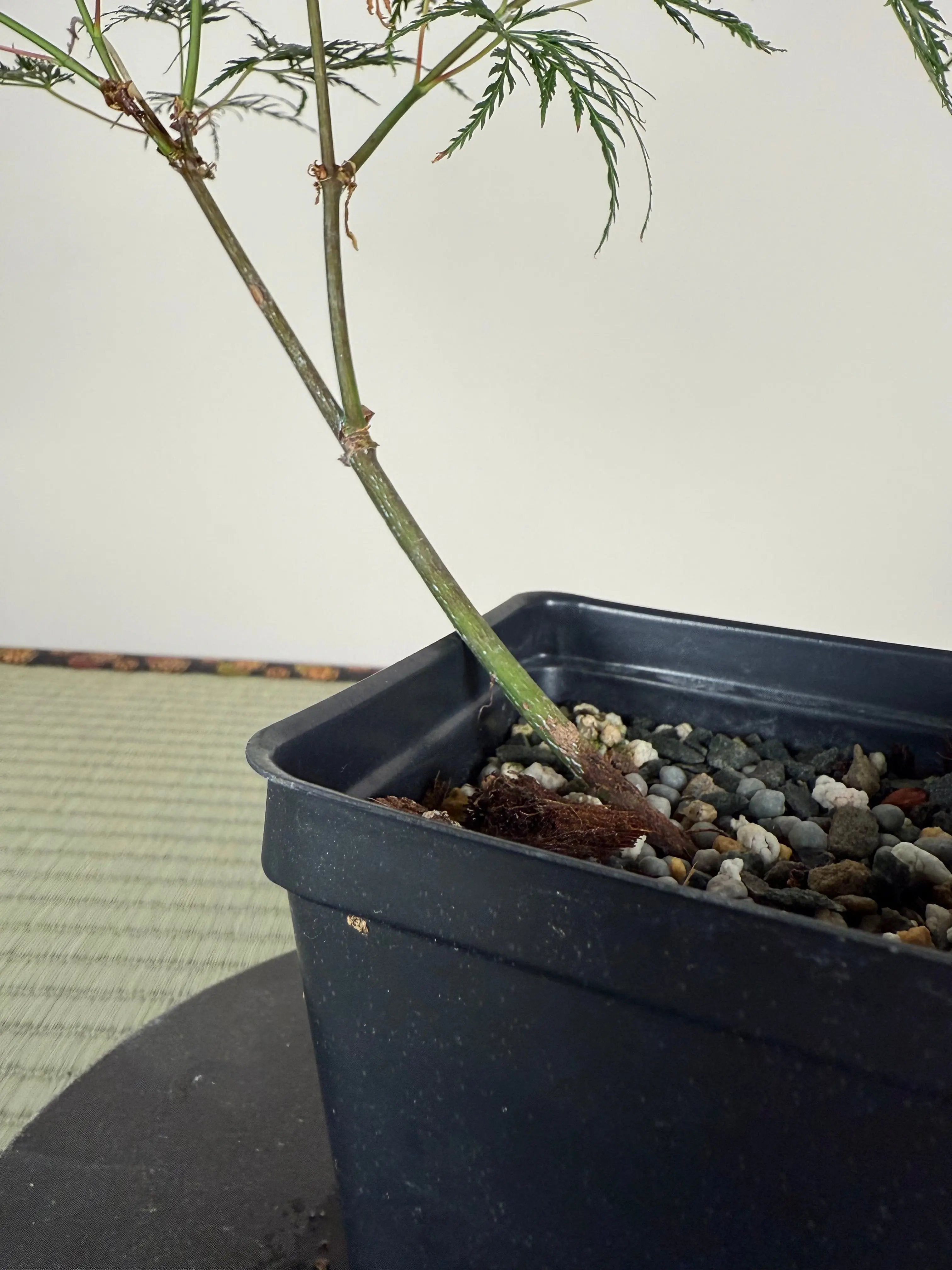 JAPANESE MAPLE (Laceleaf Variety) Canada Bonsai