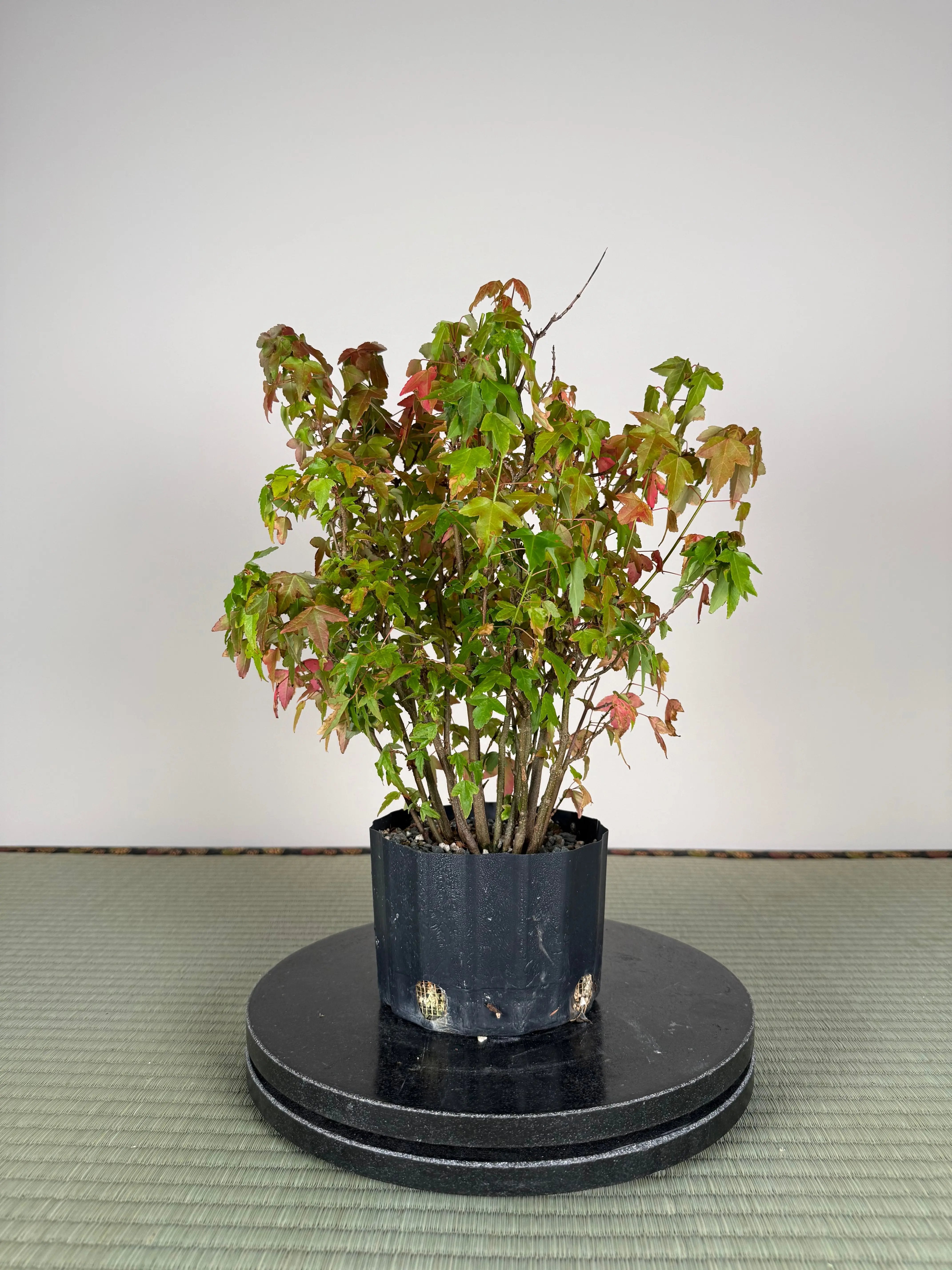 Acer buergerianum 'Fuyo-en' (Clump) Canada Bonsai