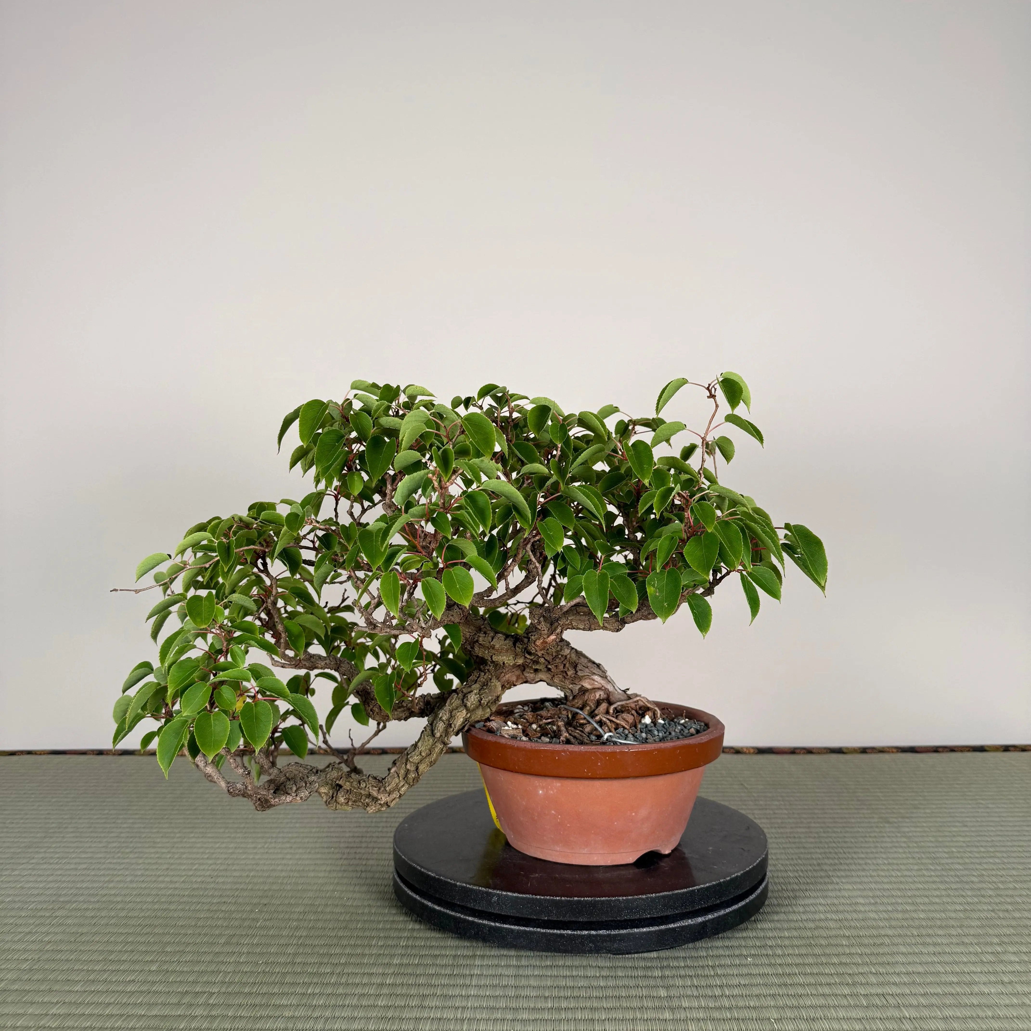 Actinidia arguta Canada Bonsai