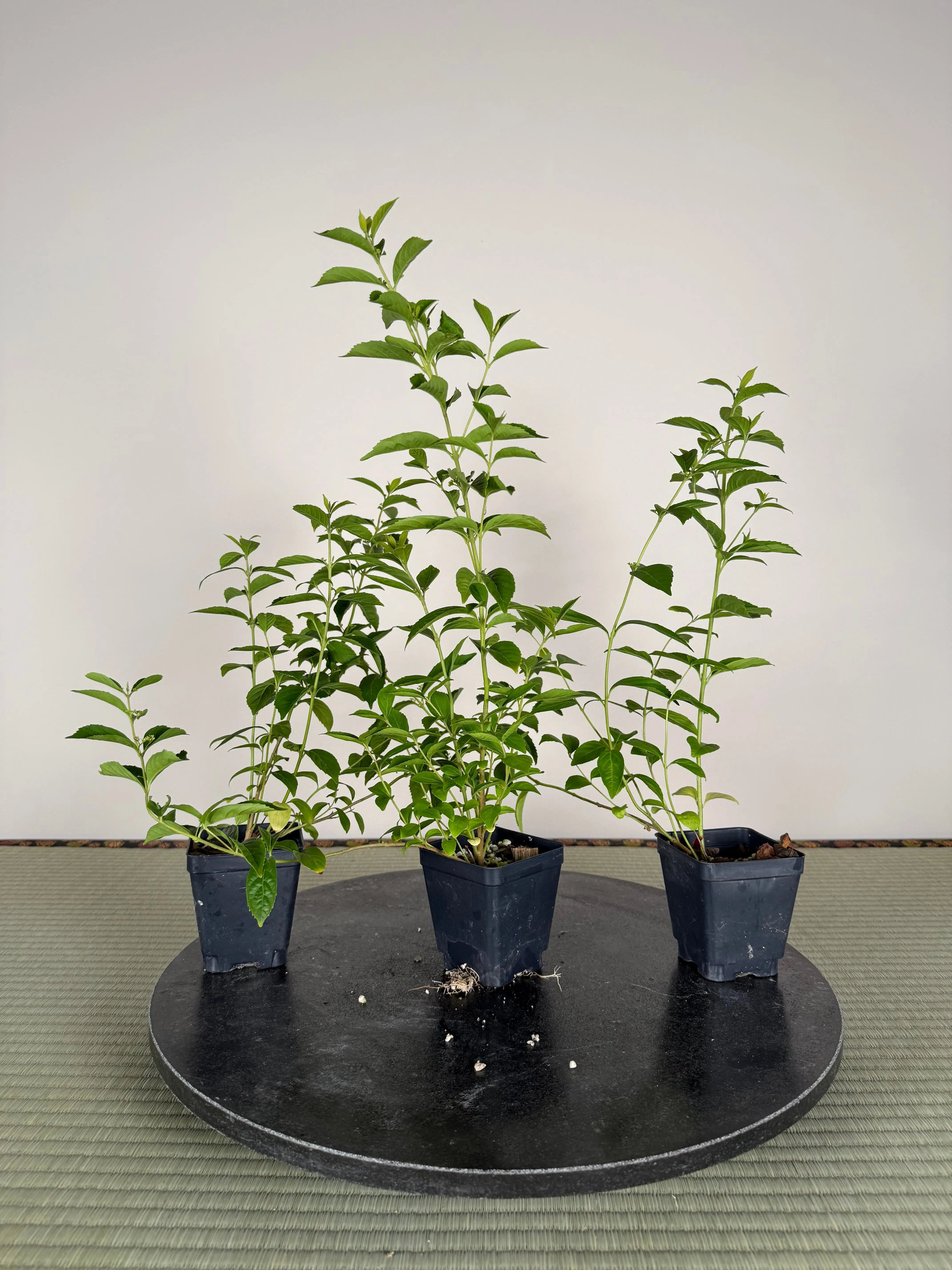 Callicarpa japonica (white) Canada Bonsai