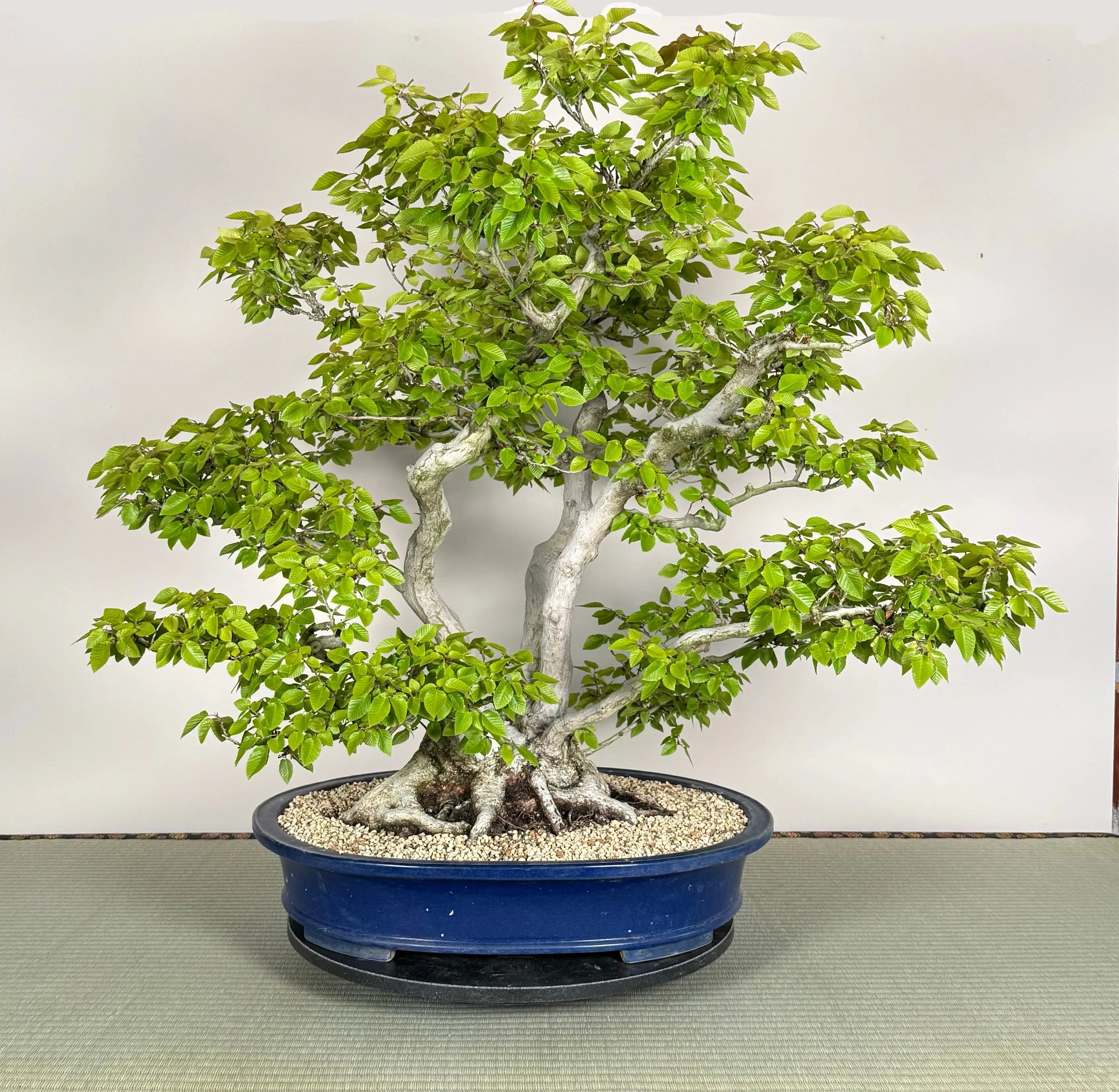 Carpinus turczaninowii Canada Bonsai
